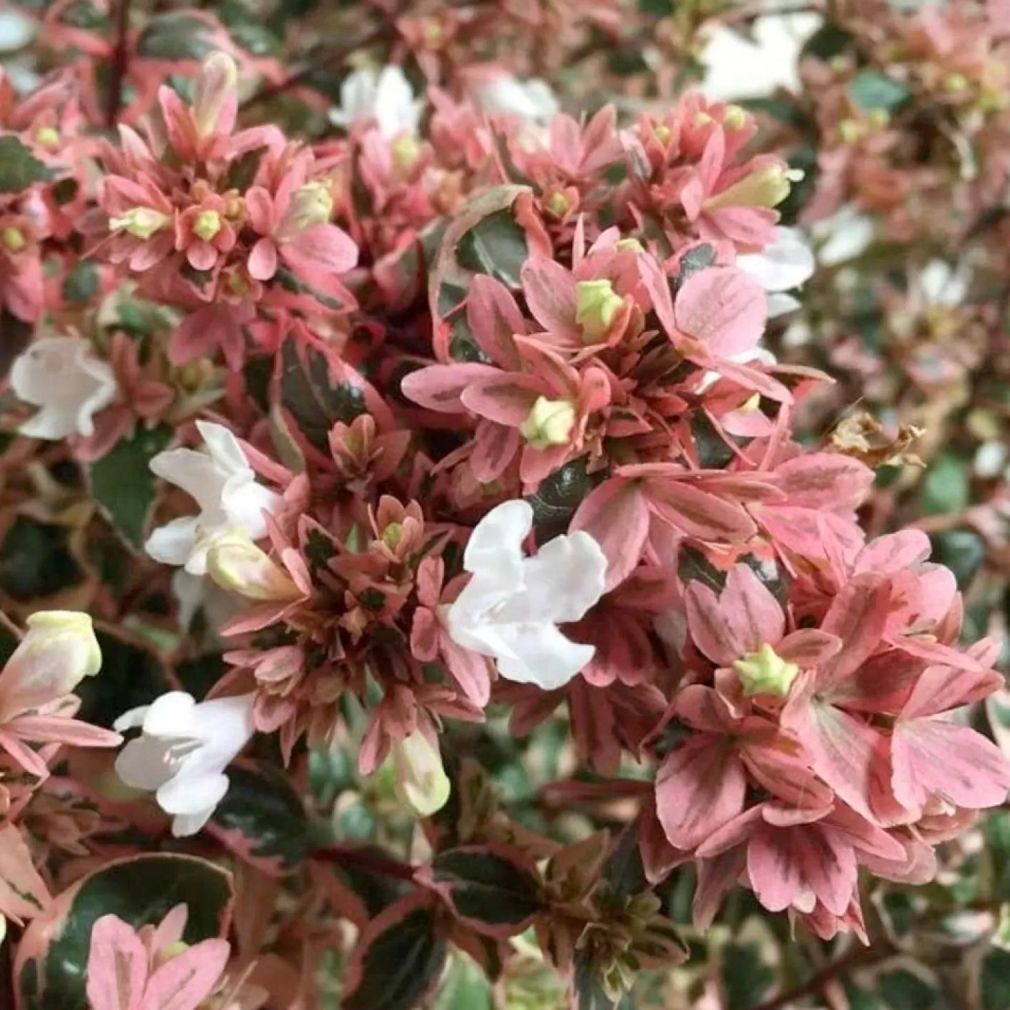 Landscape Plants>Roger's Gardens Abelia 'Magic Daydream' Pp - Magic Daydream Abelia - 1 Gallon