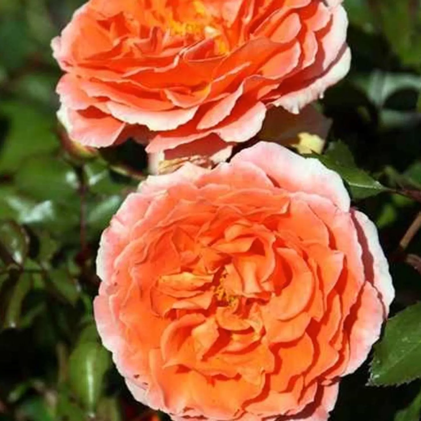 Roses>Roger's Gardens Adobe Sunrise - 5 Gallon