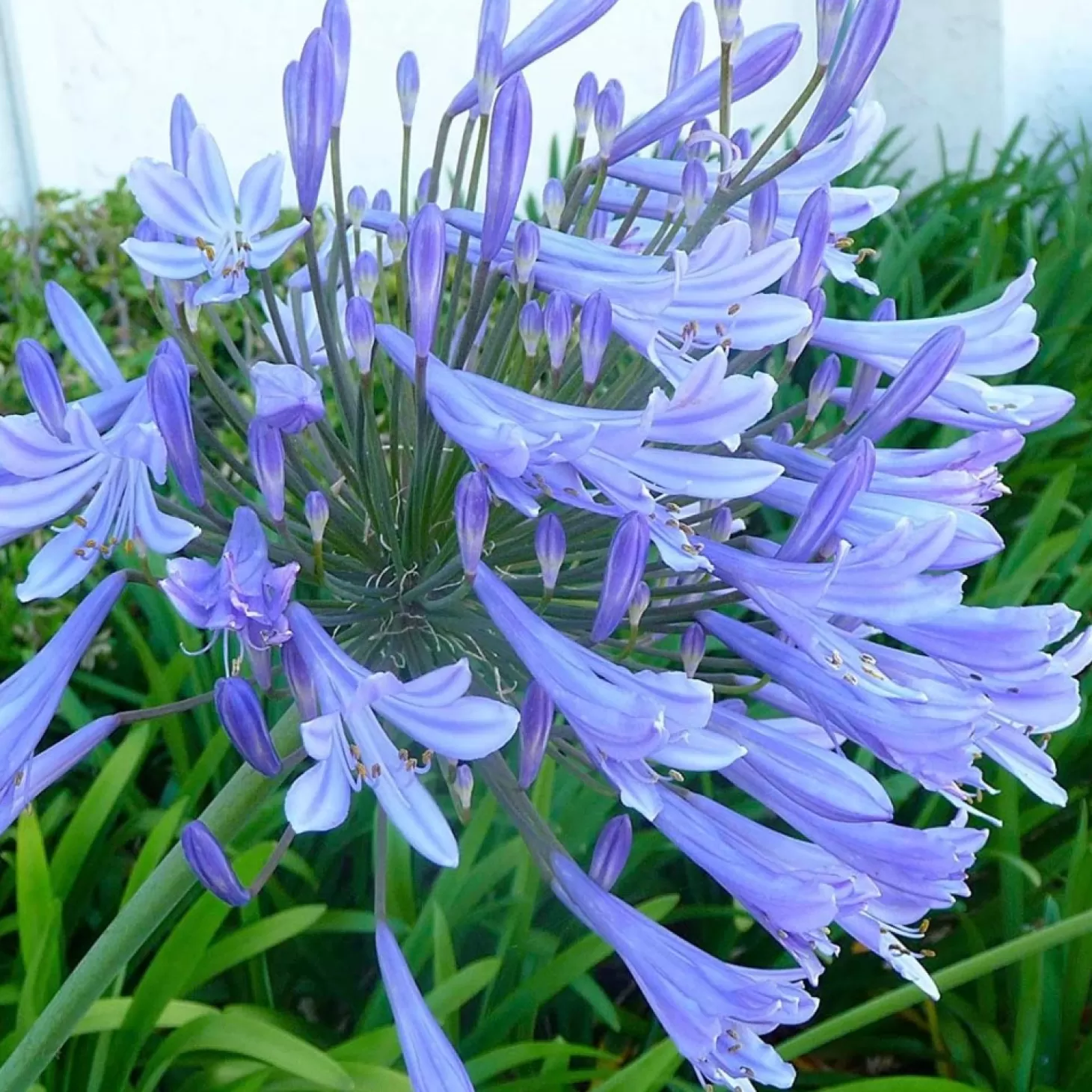 Landscape Plants>Roger's Gardens Agapanthus Africanus - Agapanthus - 5 Gallon