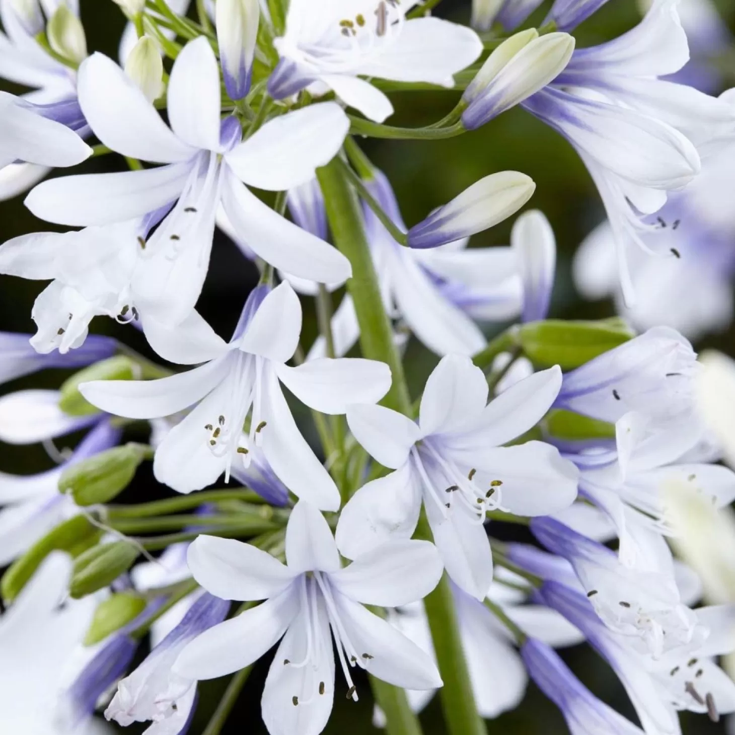 Landscape Plants>Roger's Gardens Agapanthus 'Twister' Pp - Twister Agapanthus - 2 Gallon