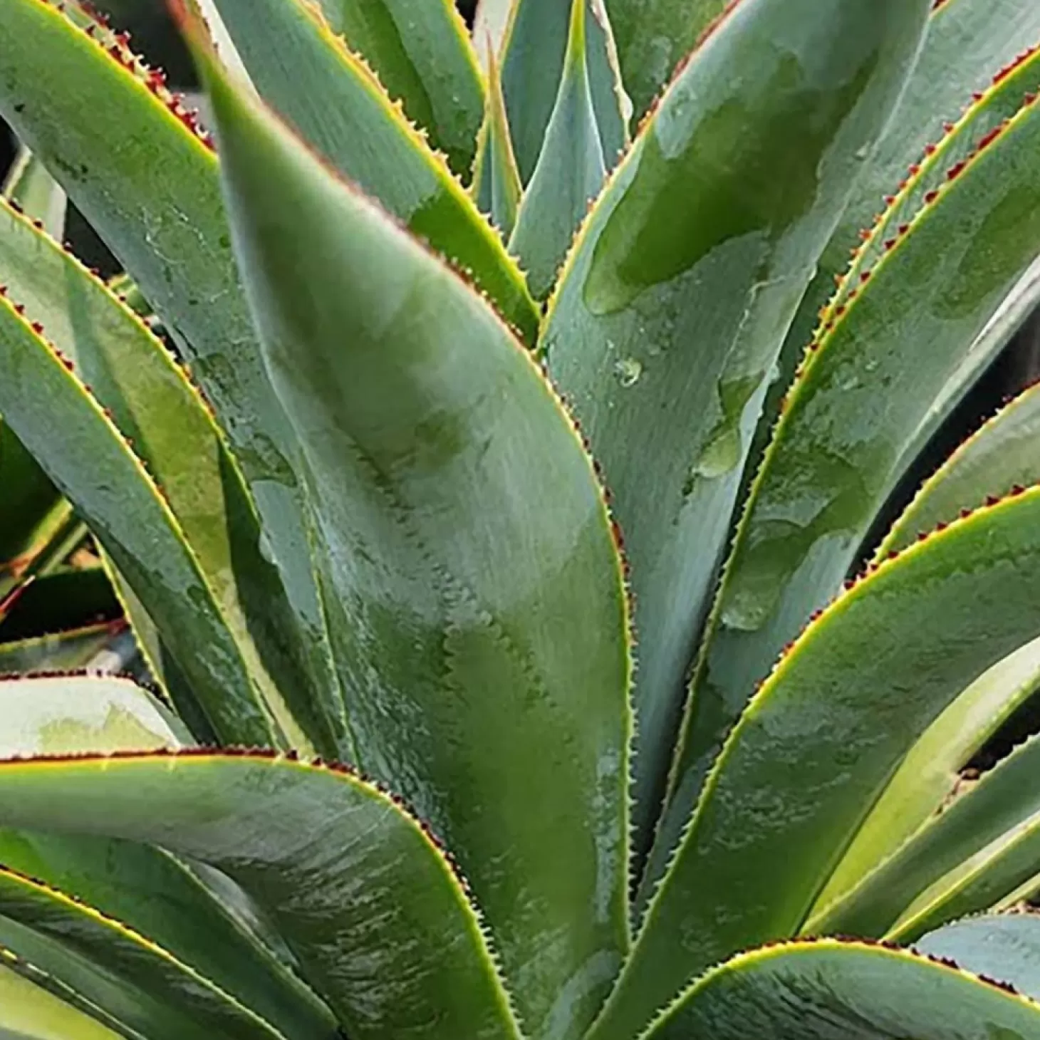 Landscape Plants>Roger's Gardens Agave 'Fountain Surprise' - Fountain Surprise Agave - 2 Gallon