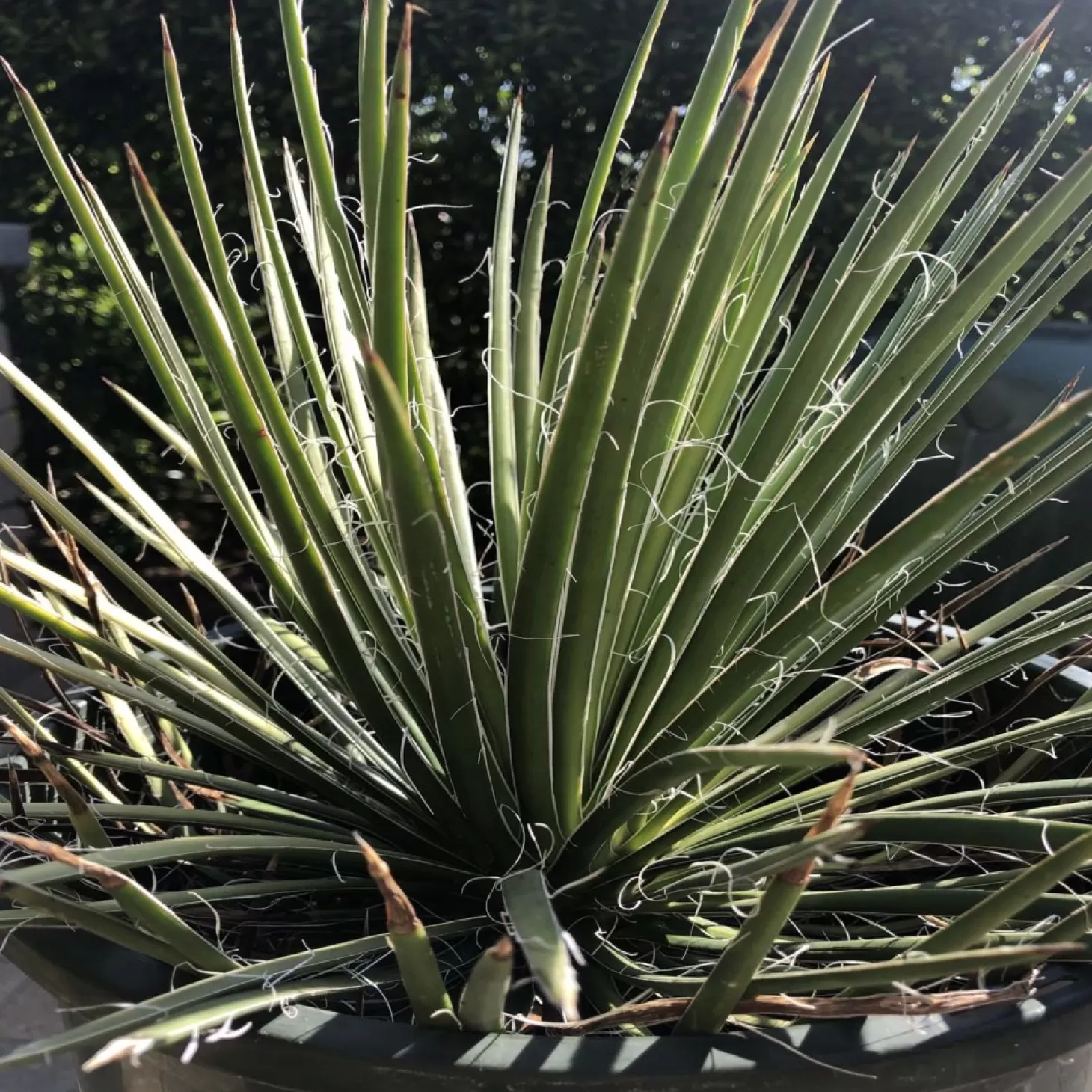 Landscape Plants>Roger's Gardens Agave Gemin. 'Green Surprise' - Green Surprise Agave - 5 Gallon