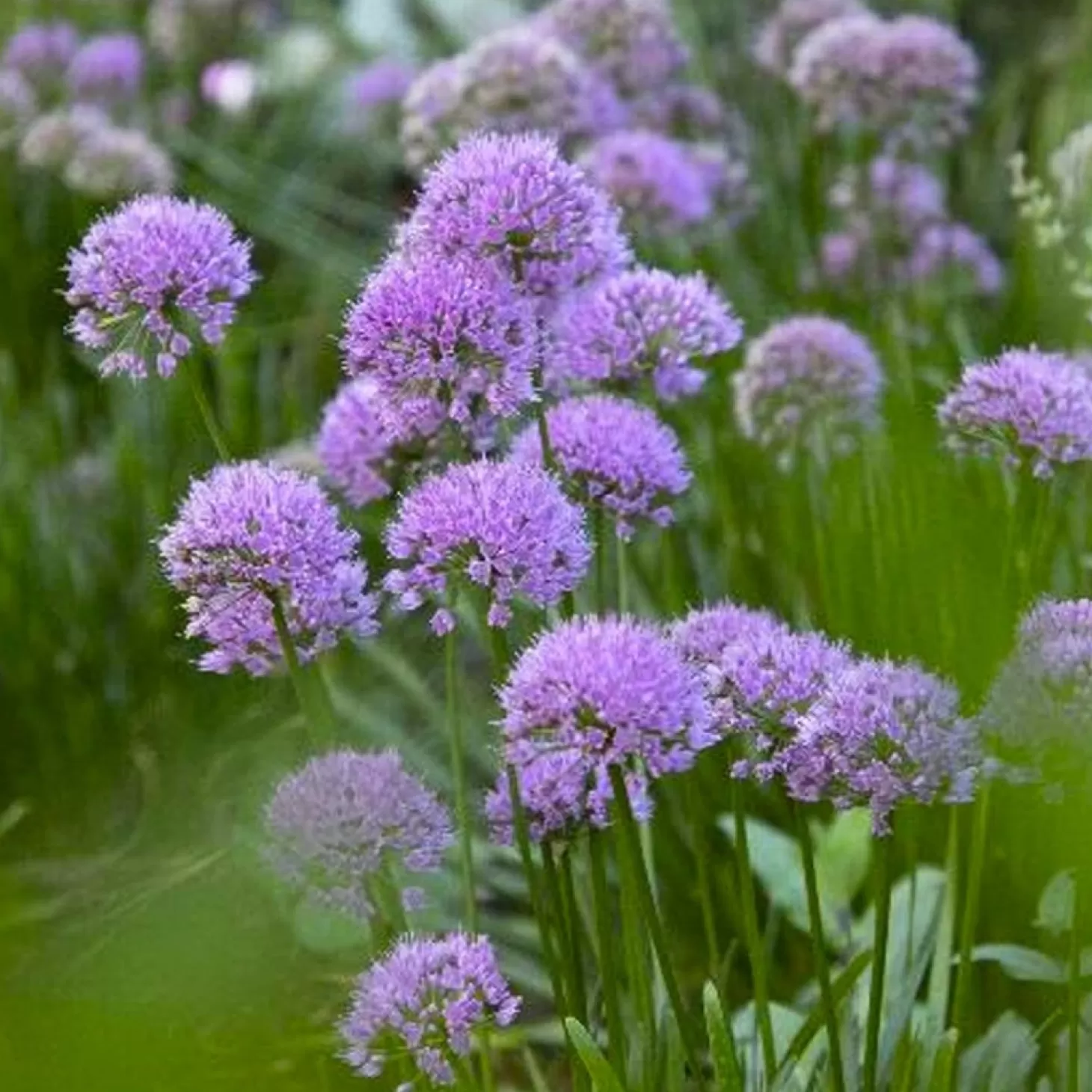 Landscape Plants>Roger's Gardens Allium 'Millenium' - Millenium Ornamental Onion - 1 Gallon