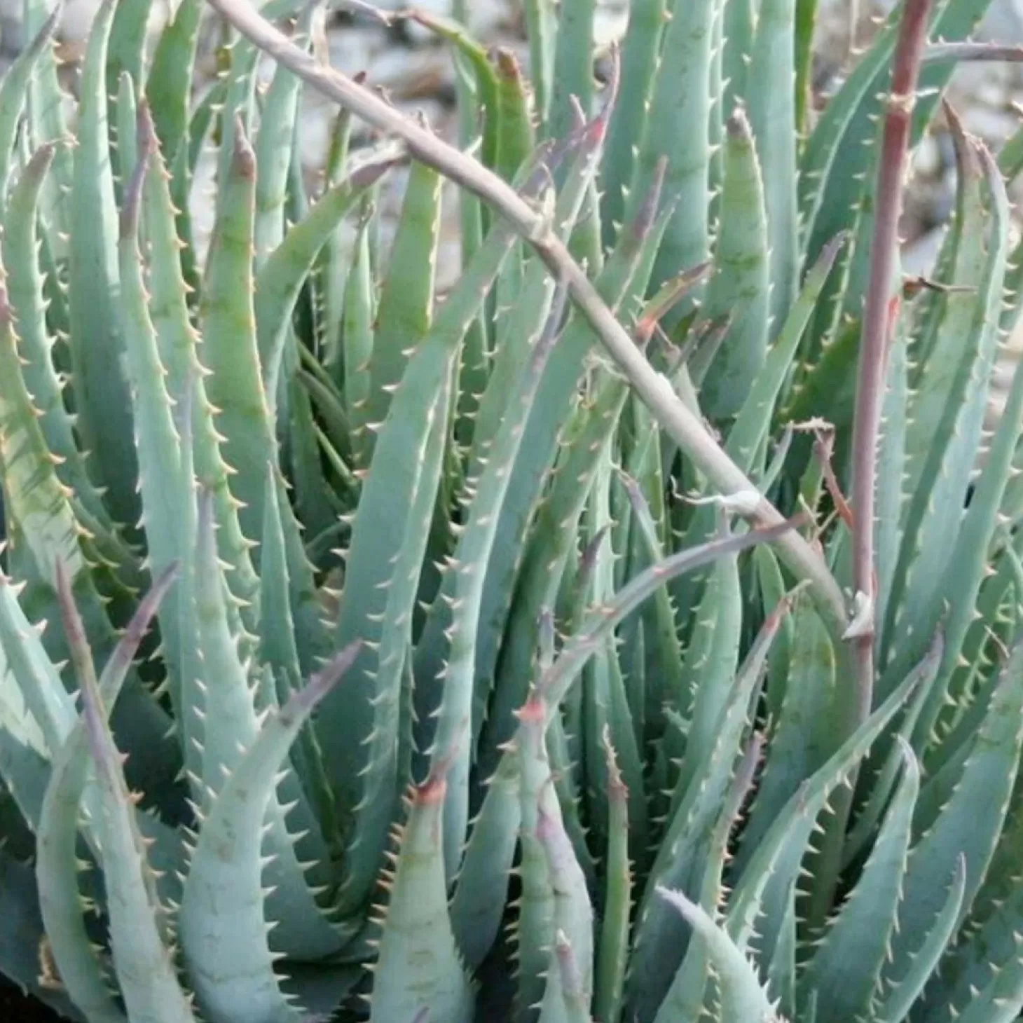 Landscape Plants>Roger's Gardens Aloe 'Blue Elf' - Blue Elf Aloe - 1 Gallon