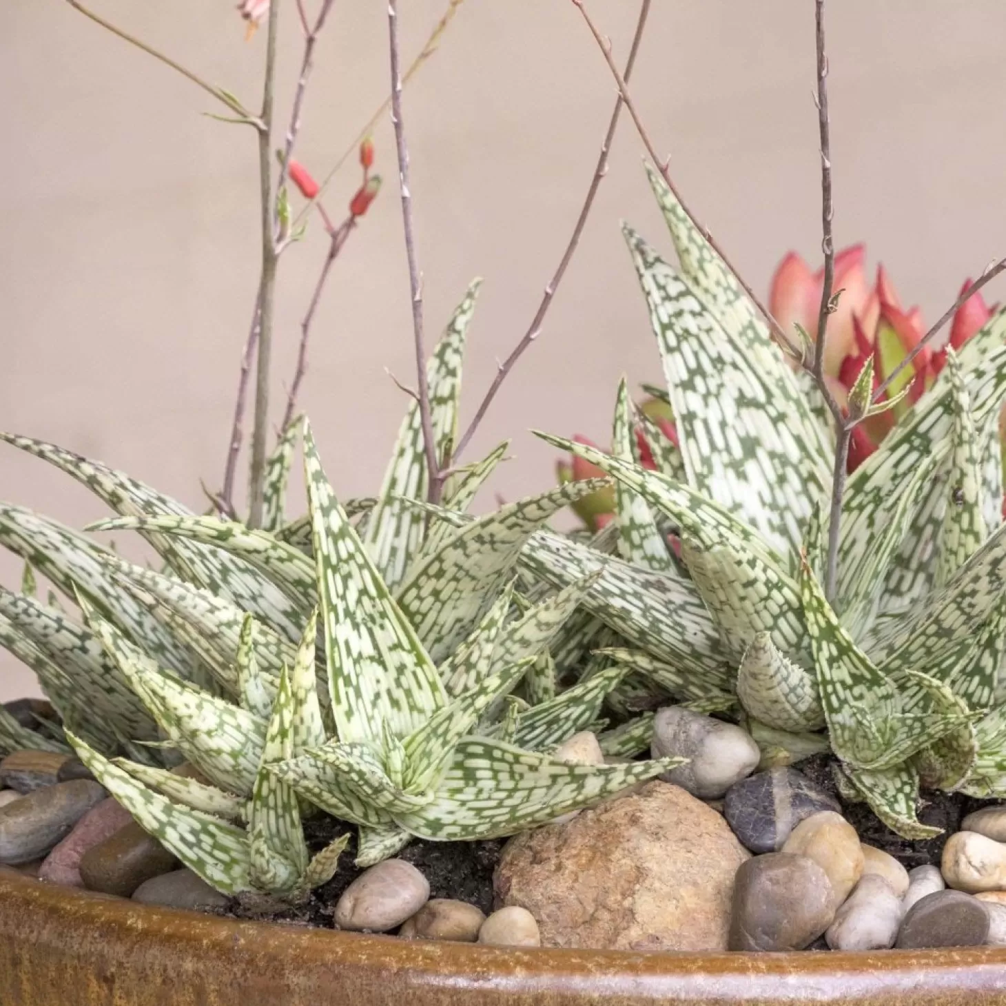 Landscape Plants>Roger's Gardens Aloe 'Guido'® - Retro Succulents Guido Aloe - 1 Gallon