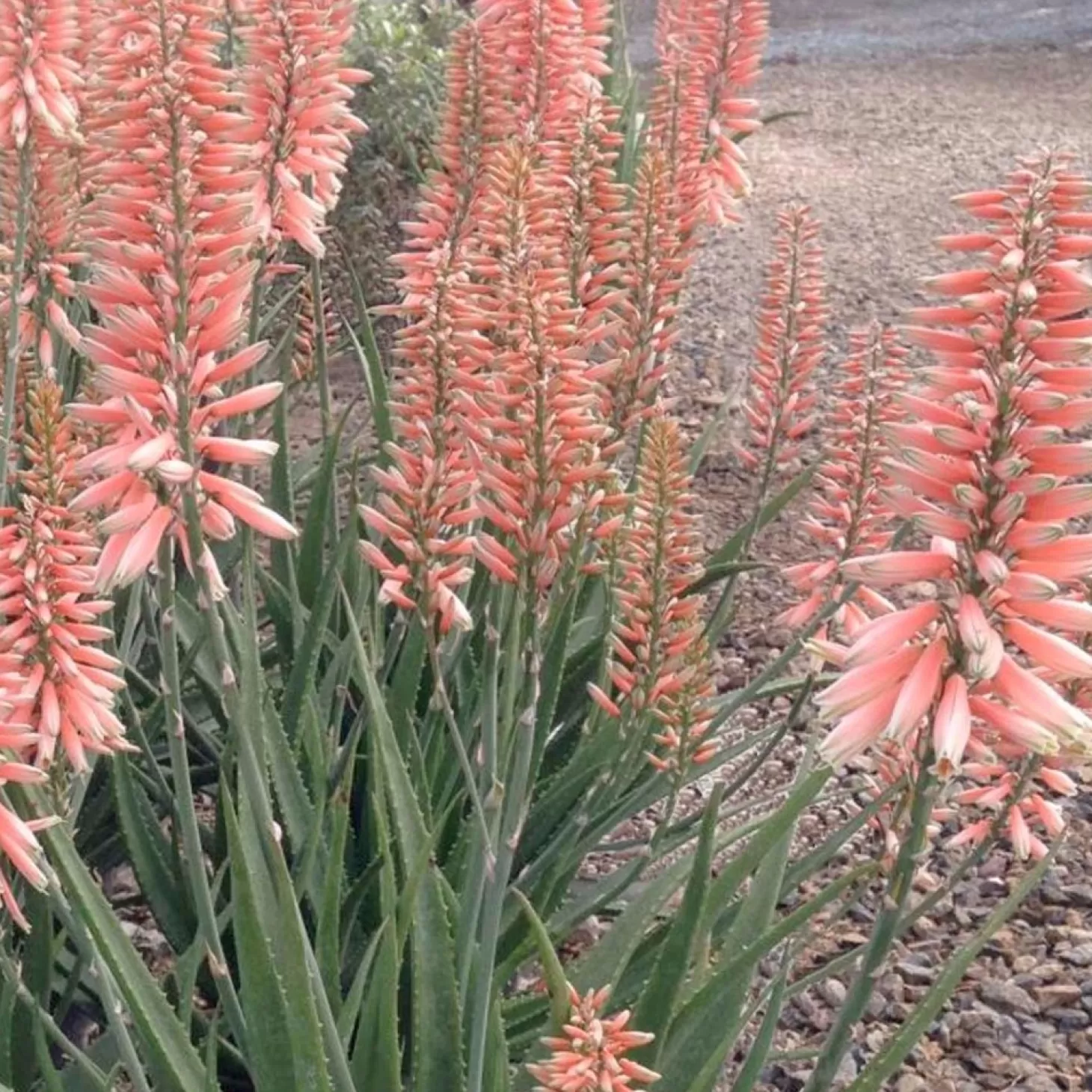 Landscape Plants>Roger's Gardens Aloe 'safari Rose' Pp - Safari Rose Aloe - 2 Gallon