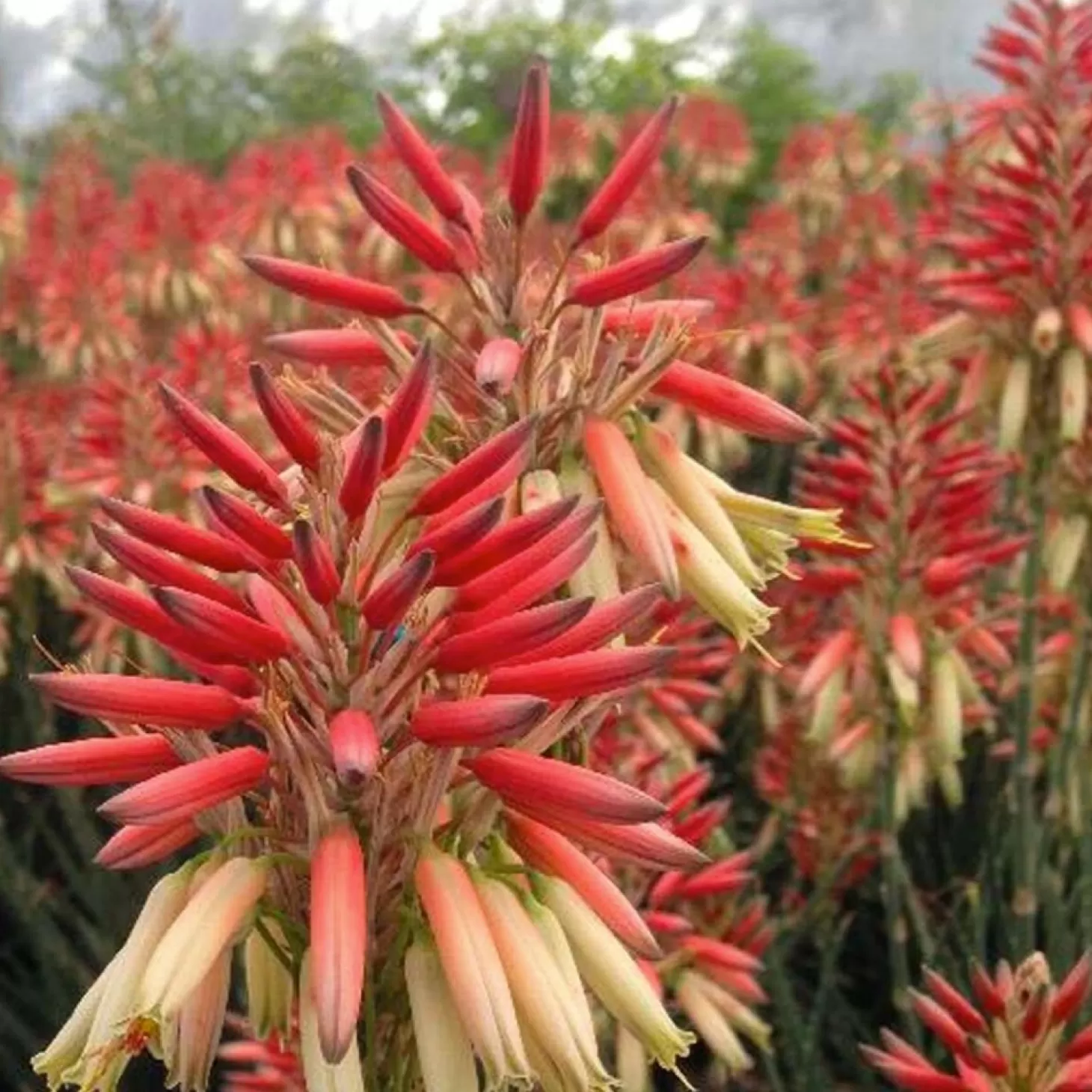 Landscape Plants>Roger's Gardens Aloe 'safari Sunrise' Pp - Safari Sunset Aloe - 1 Gallon