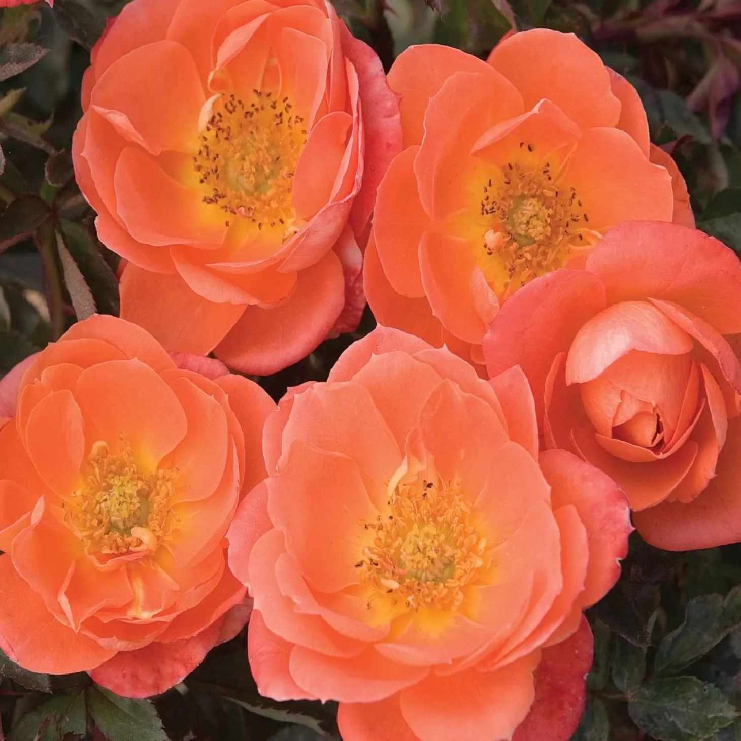 Roses>Roger's Gardens Amber Sunblaze - 5 Gallon