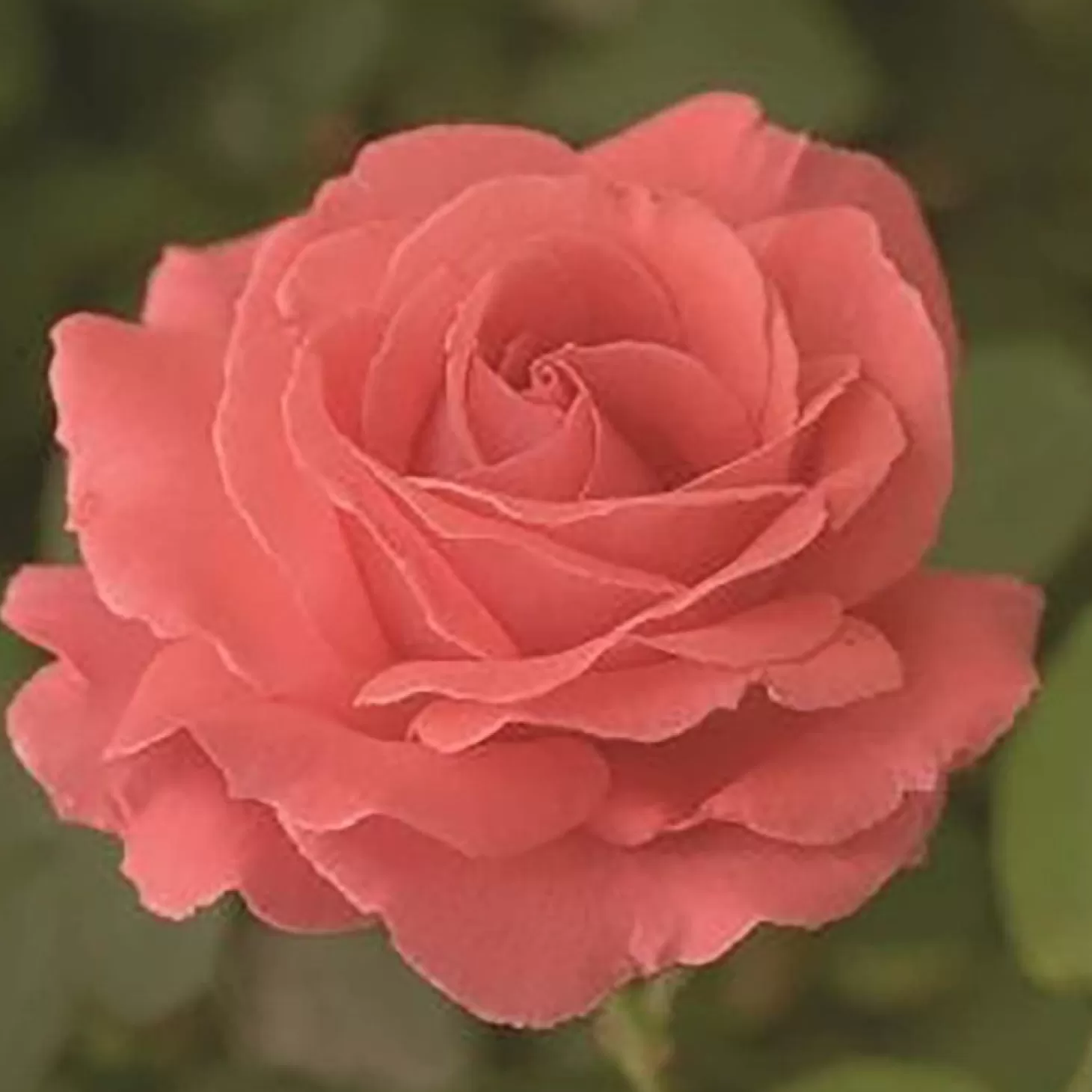 Roses>Roger's Gardens America - 5 Gallon - Stk