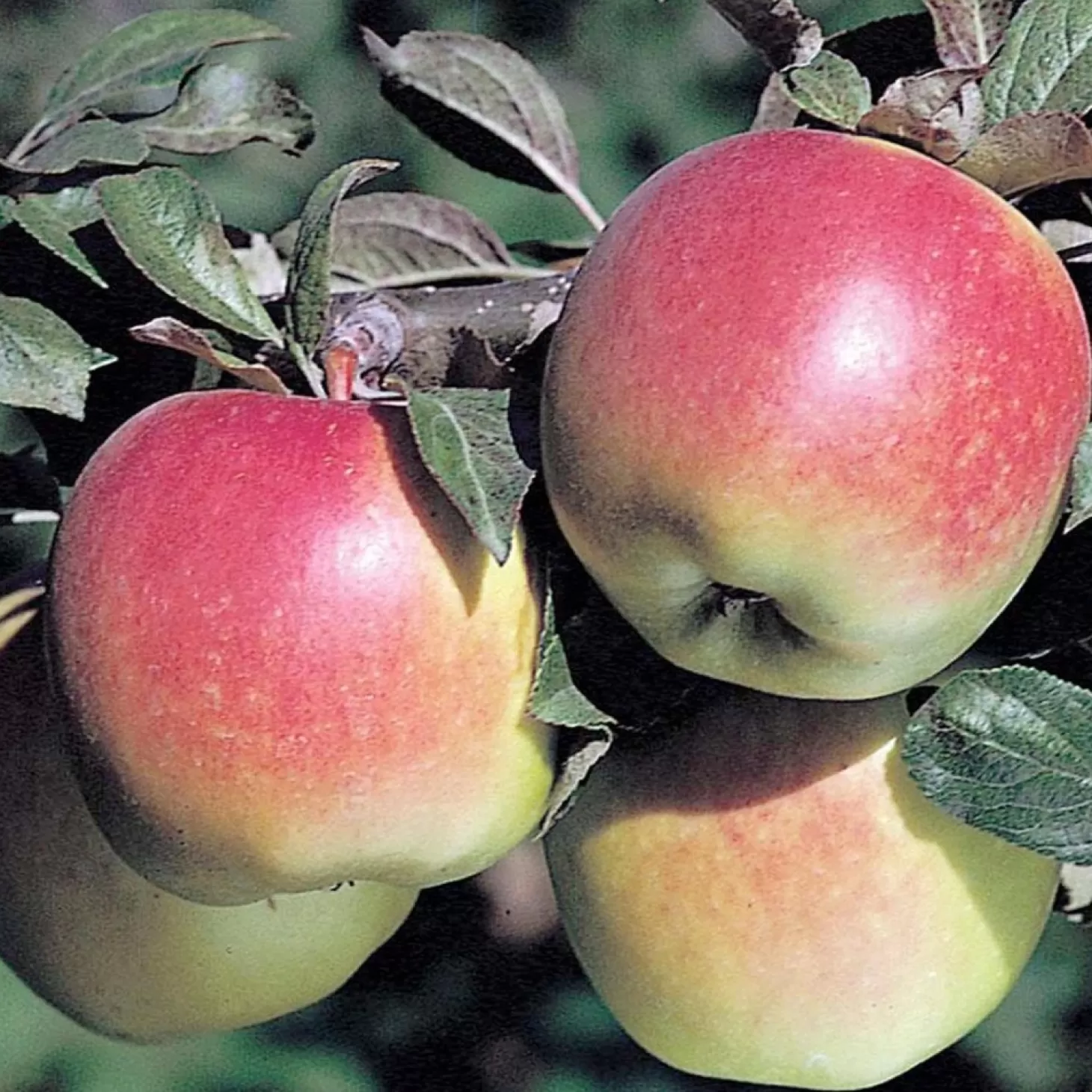 Fruit Trees>Roger's Gardens Apple 'Anna' - Std.Root - #5 Gallon