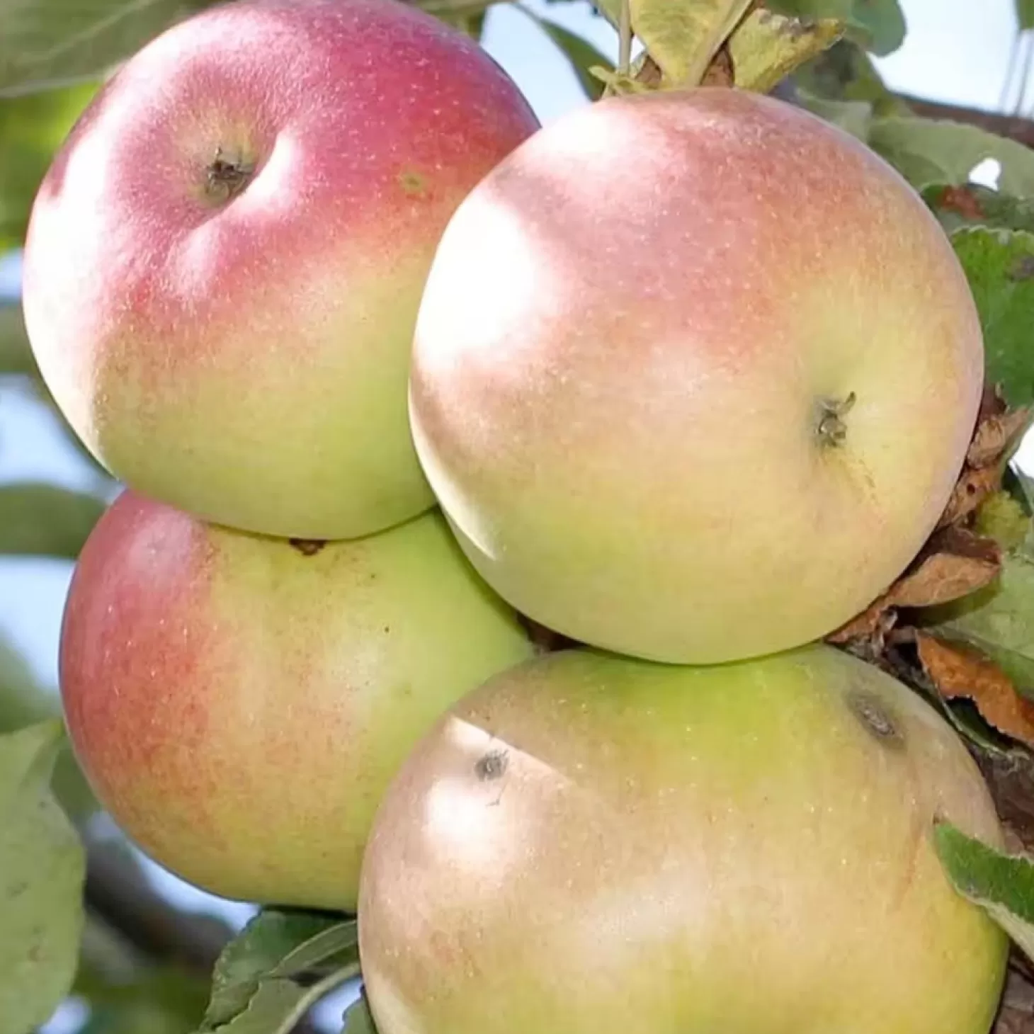 Fruit Trees>Roger's Gardens Apple 'Beverly Hills' - Semi-Dwarf - #15 Gallon