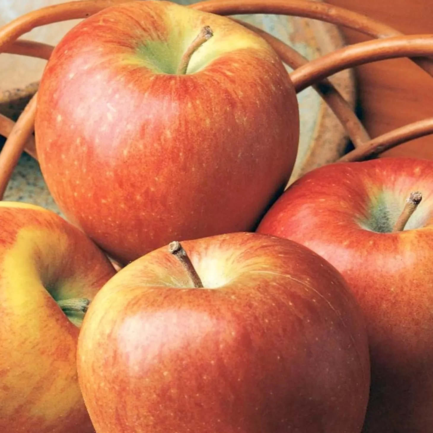 Fruit Trees>Roger's Gardens Apple 'Braeburn' - Semi-Dwarf - #5 Gallon