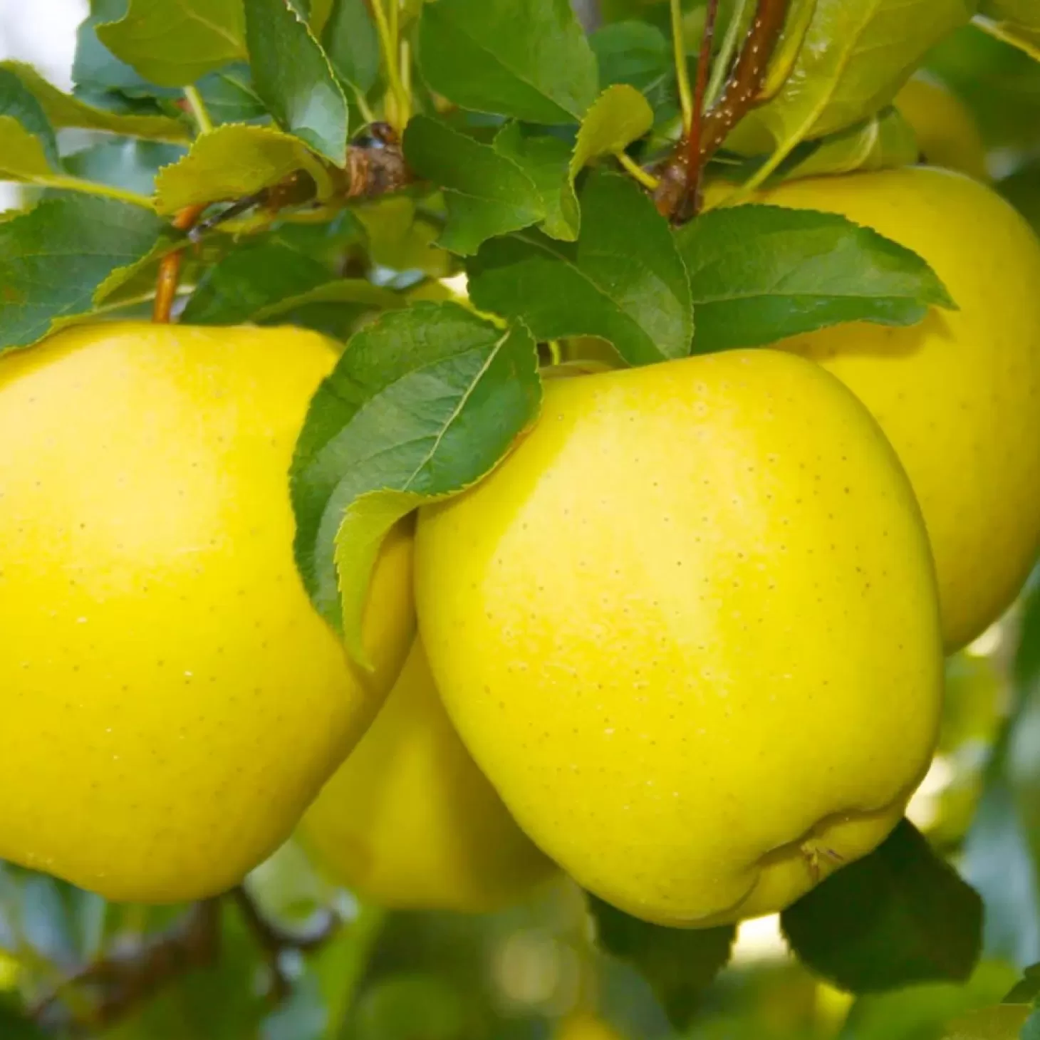 Fruit Trees>Roger's Gardens Apple 'Dorsett Golden' - Semi-Dwarf - 3 Tier Espalier - #15 Gallon
