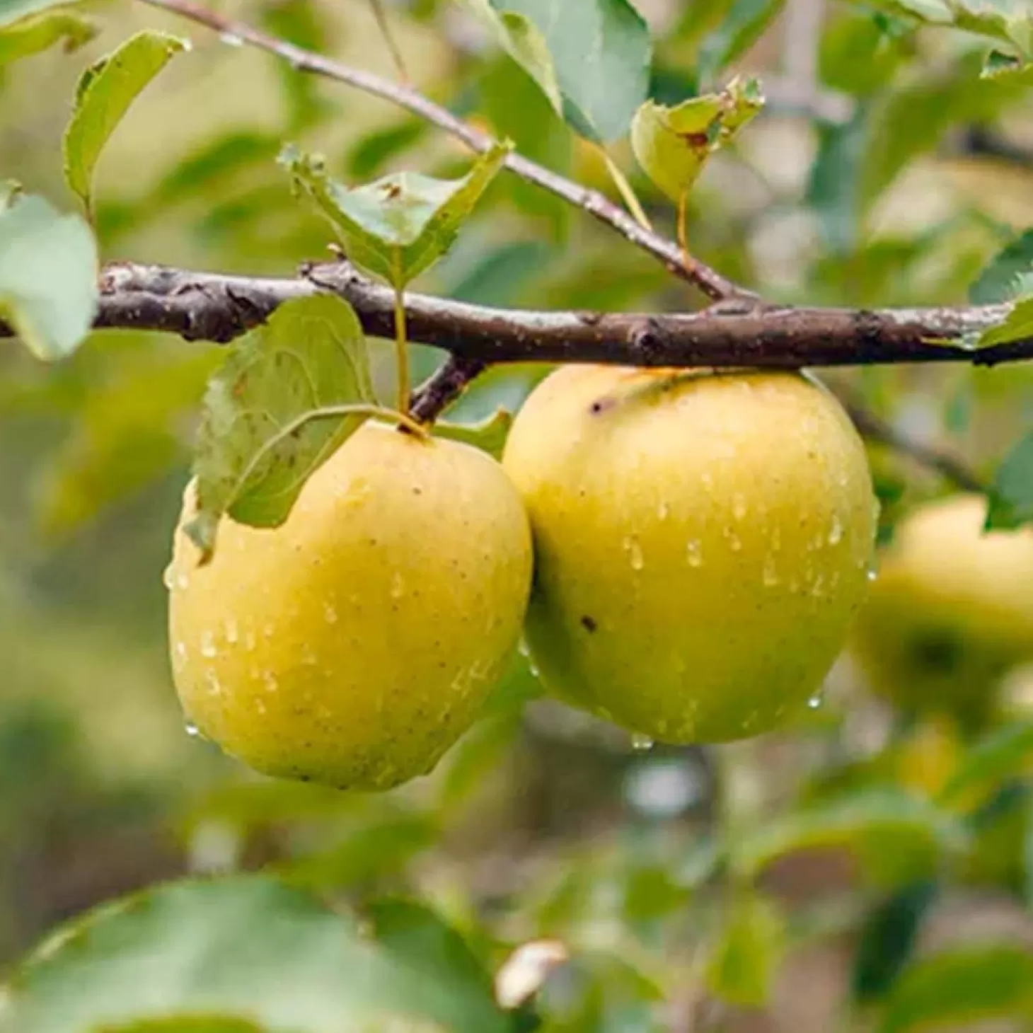 Fruit Trees>Roger's Gardens Apple 'Ein Shemer' - Semi-Dwarf - #15 Gallon