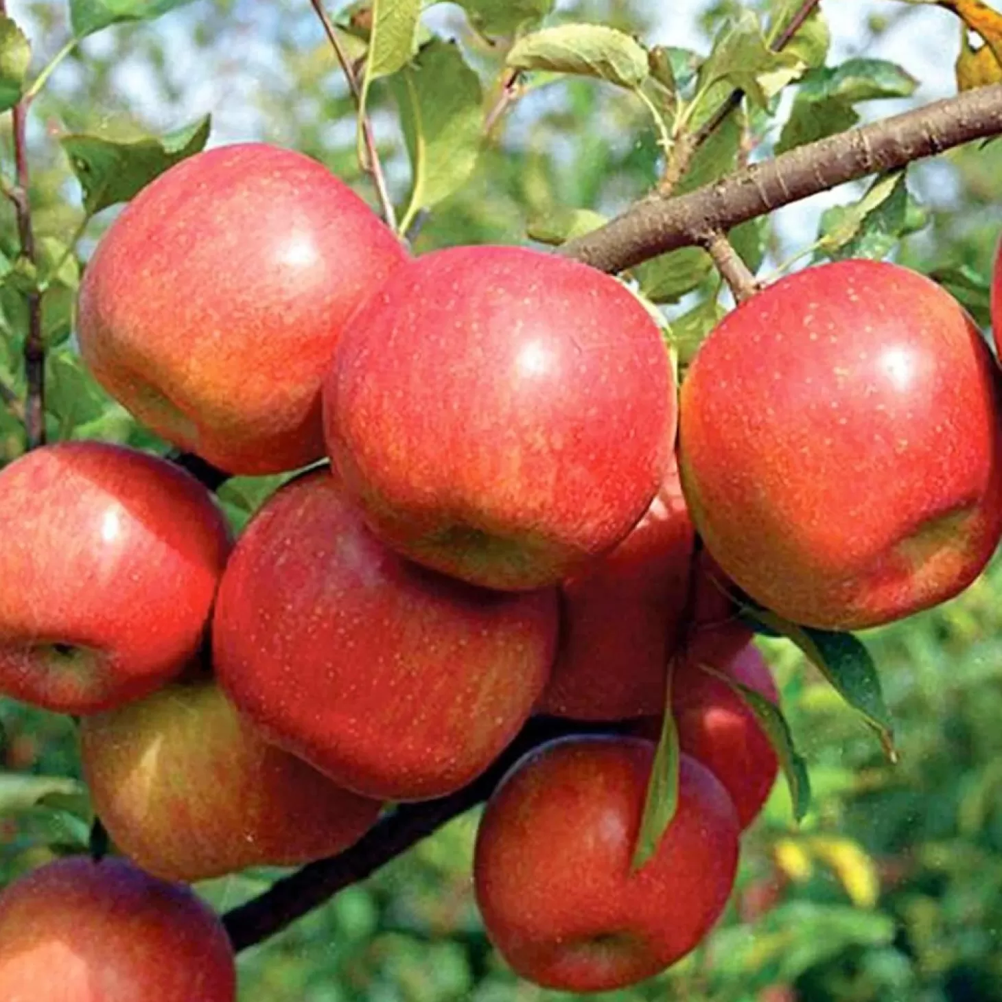 Fruit Trees>Roger's Gardens Apple 'Fuji' - Dwarf - #5 Gallon