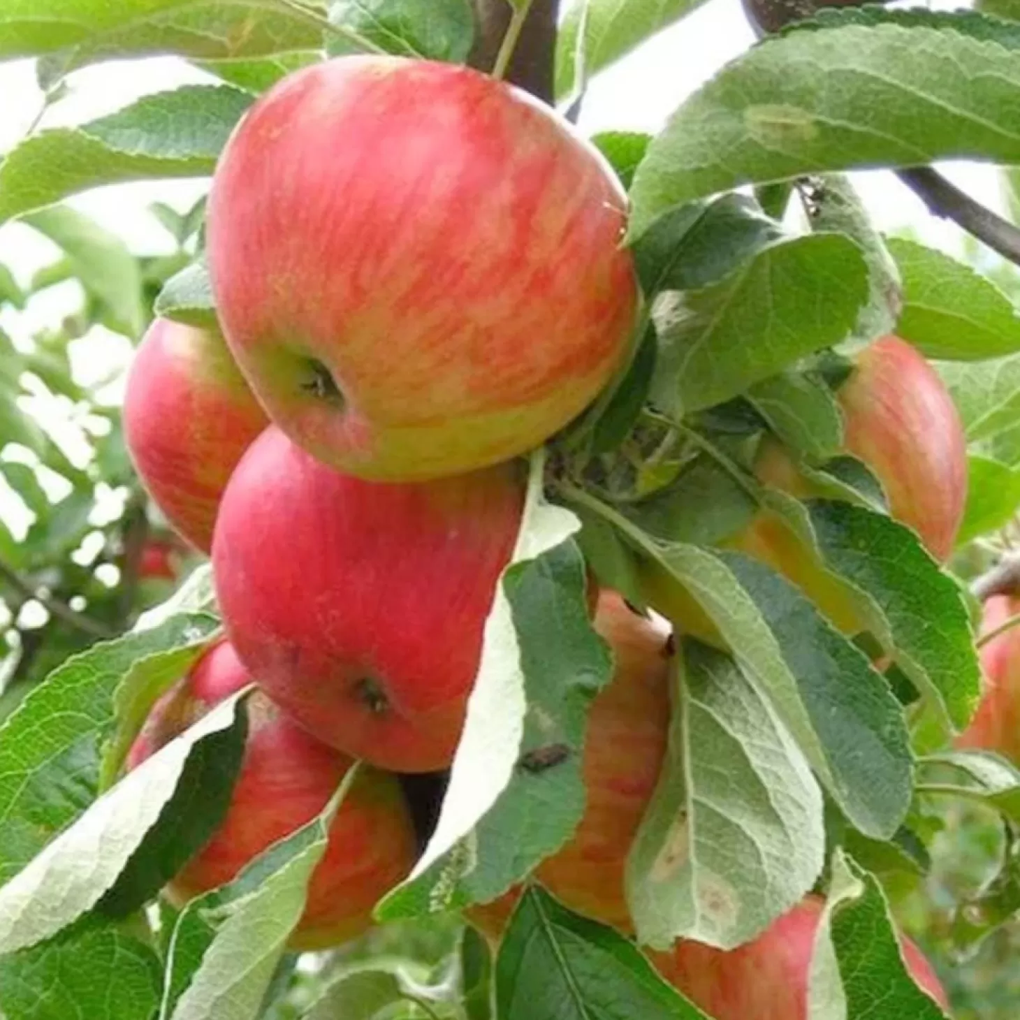 Fruit Trees>Roger's Gardens Apple 'Gala' - Std.Root - #5 Gallon