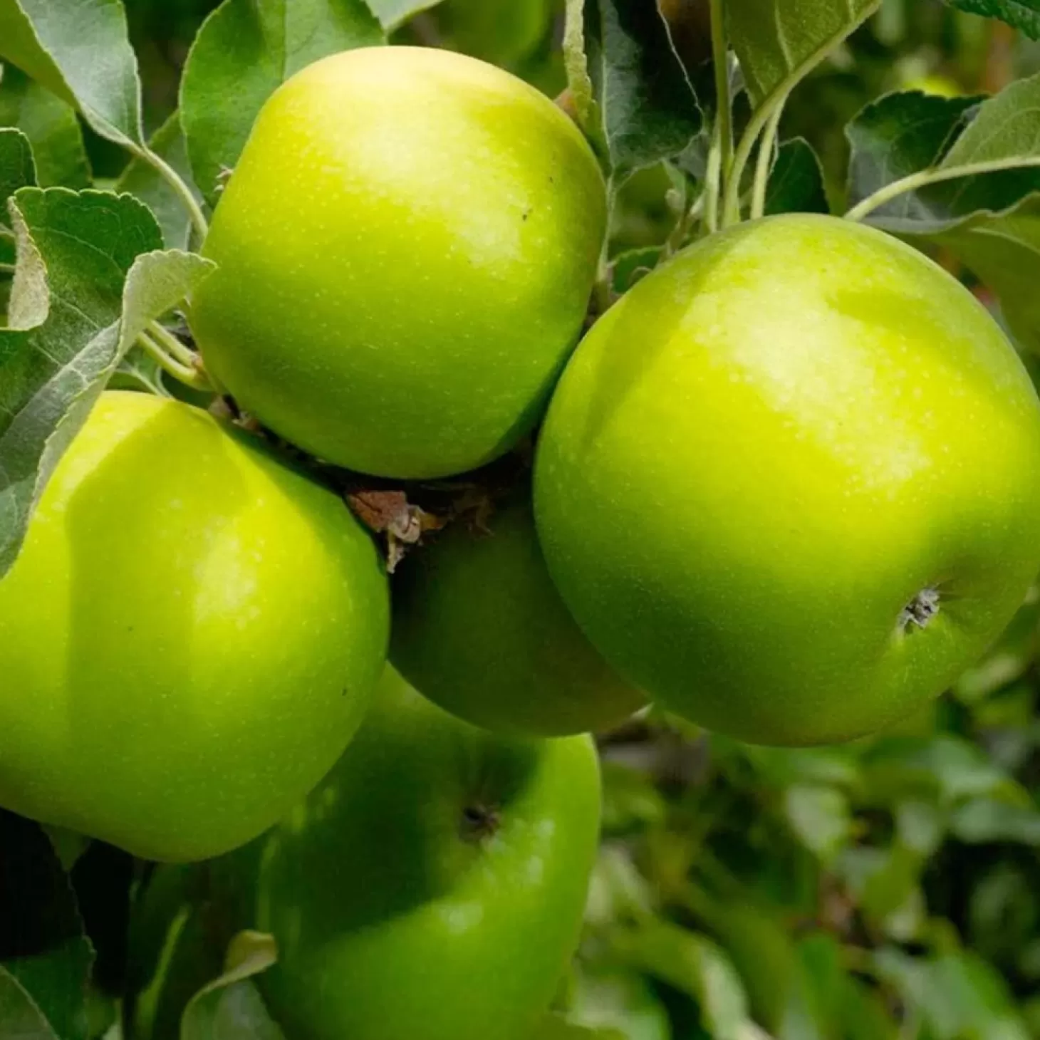 Fruit Trees>Roger's Gardens Apple 'Granny Smith' - Dwarf - #5 Gallon