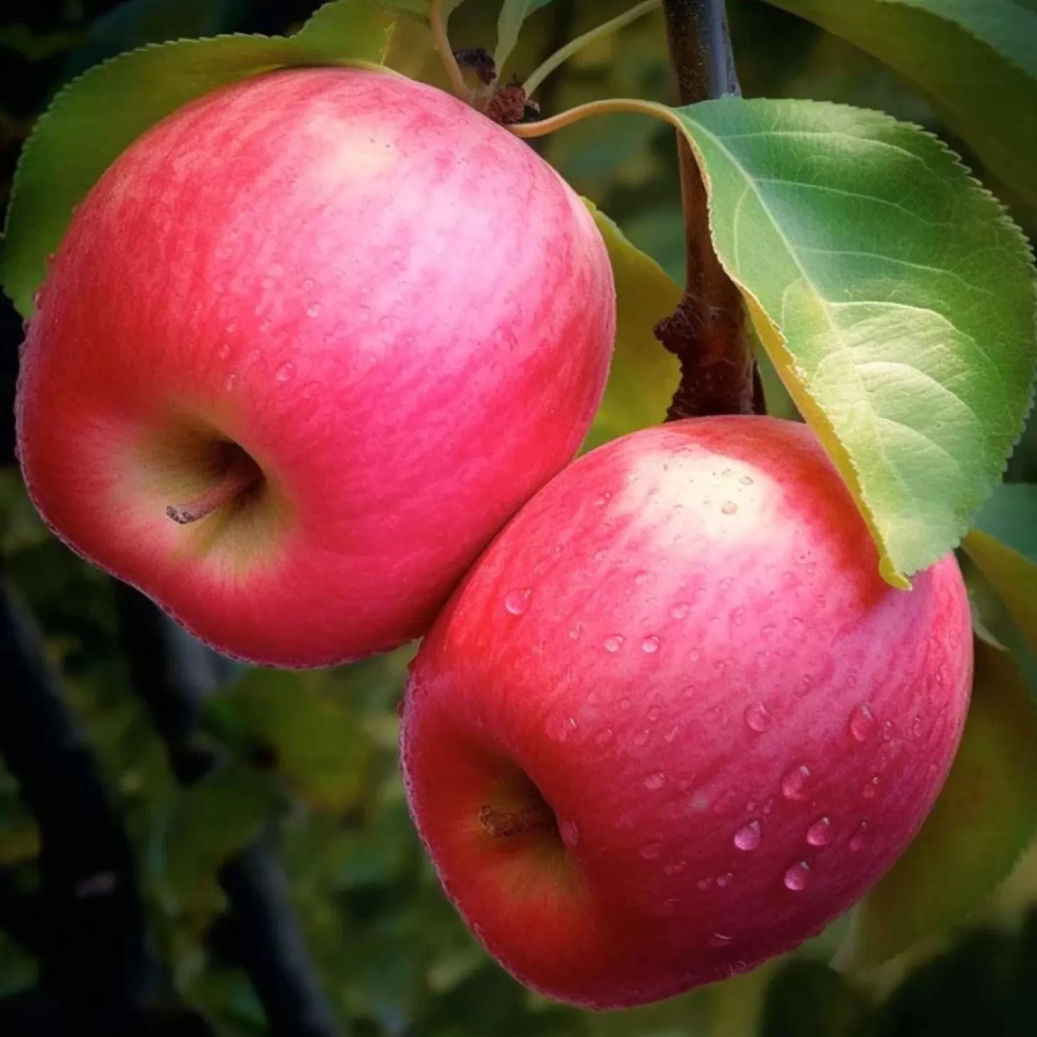 Fruit Trees>Roger's Gardens Apple 'Pink Lady' - Semi-Dwarf - #15 Gallon