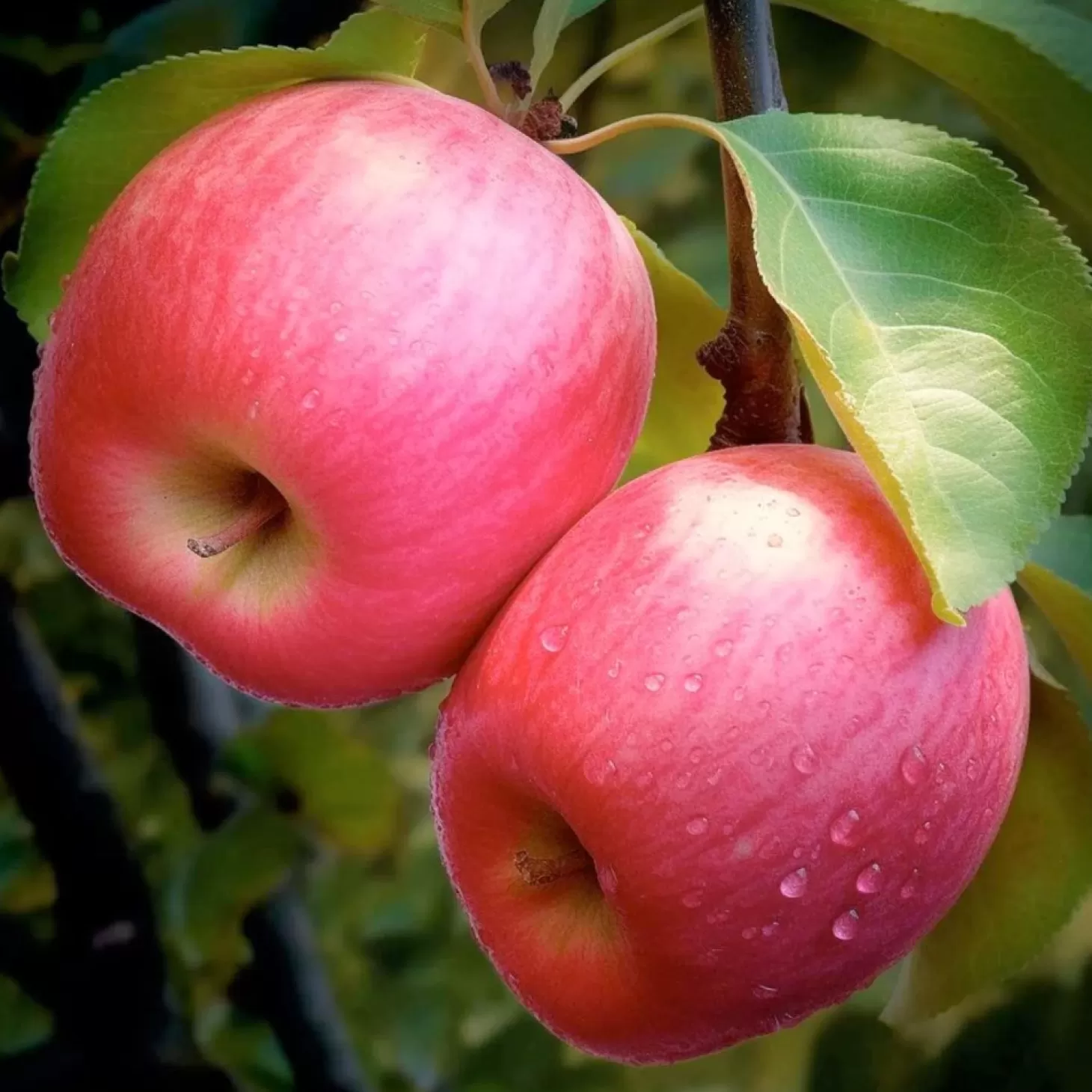 Fruit Trees>Roger's Gardens Apple 'Pink Lady' - Semi-Dwarf - 24" Box