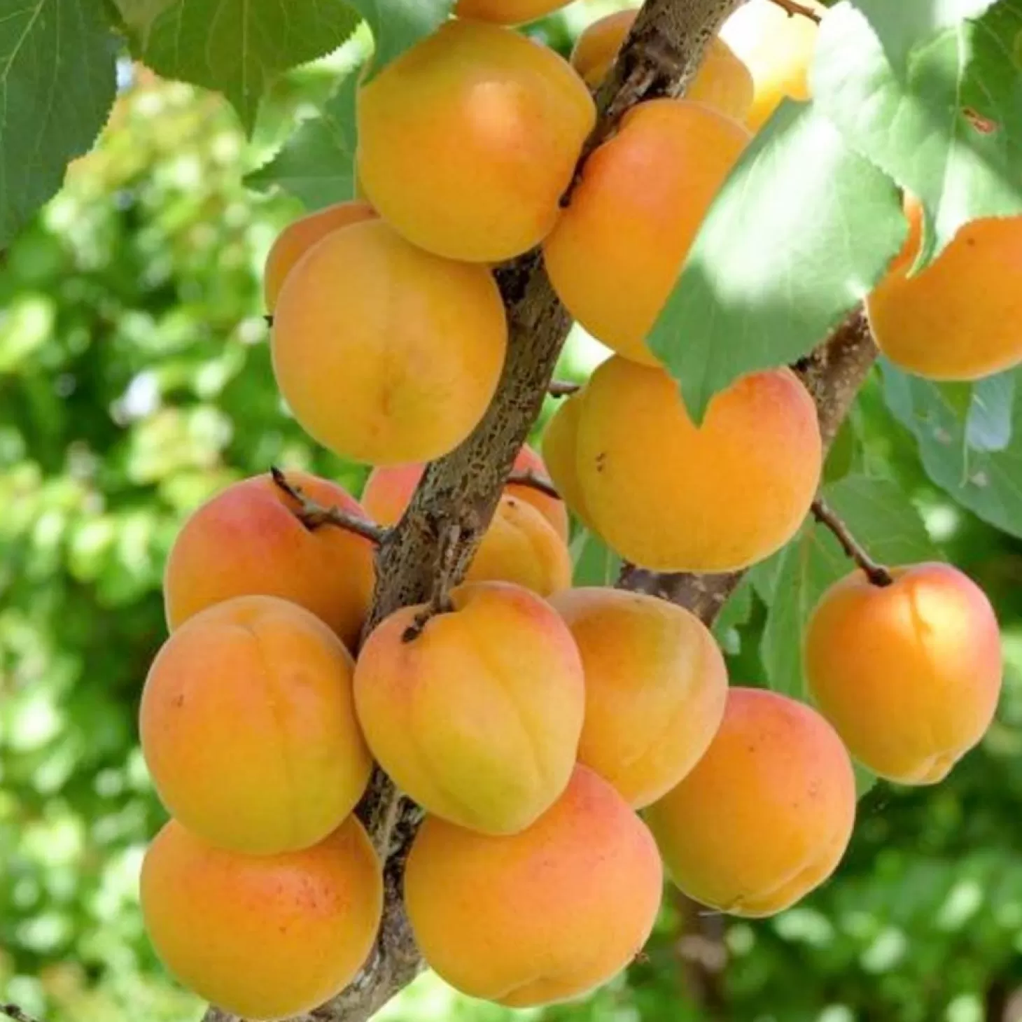 Fruit Trees>Roger's Gardens Apricot 'Blenheim (Royal)' - Semi-Dwarf - #15 Gallon