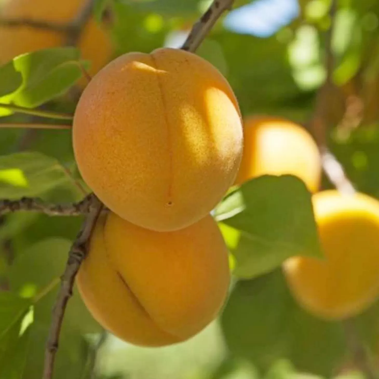 Fruit Trees>Roger's Gardens Apricot 'Gold Kist' - Semi-Dwarf - #15 Gallon