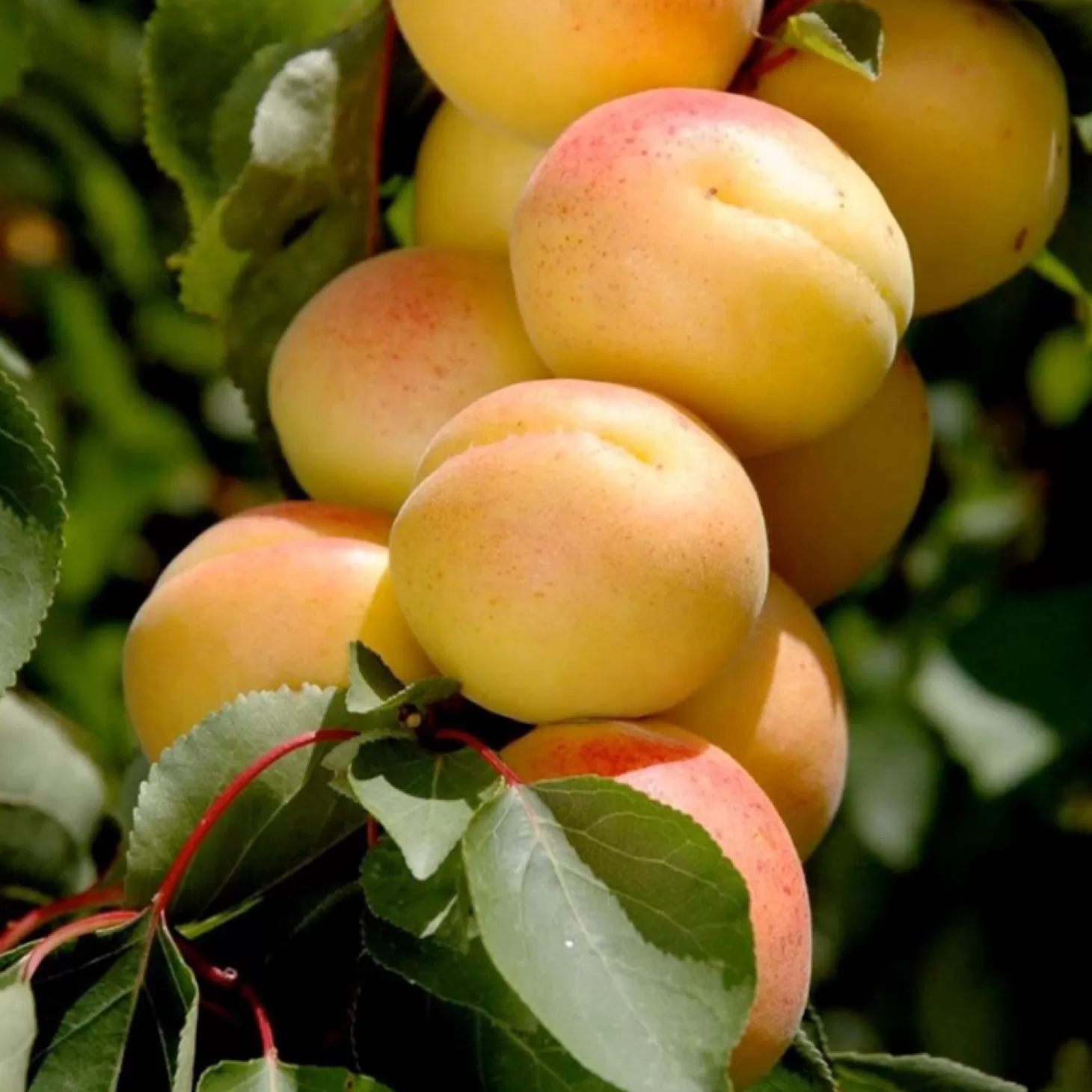 Fruit Trees>Roger's Gardens Apricot 'Katy' - Std.Root - #15 Gallon