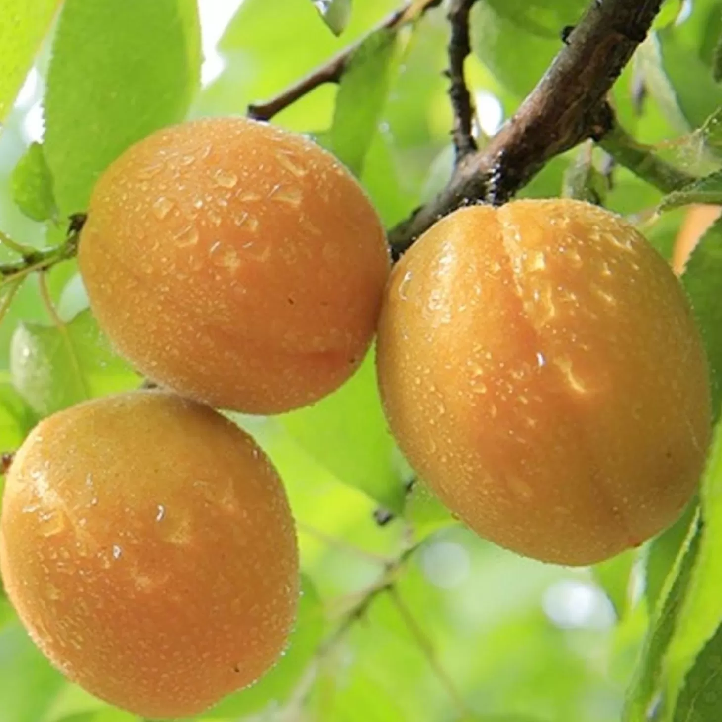 Fruit Trees>Roger's Gardens Apricot 'Moorpark' - Semi-Dwarf - #5 Gallon