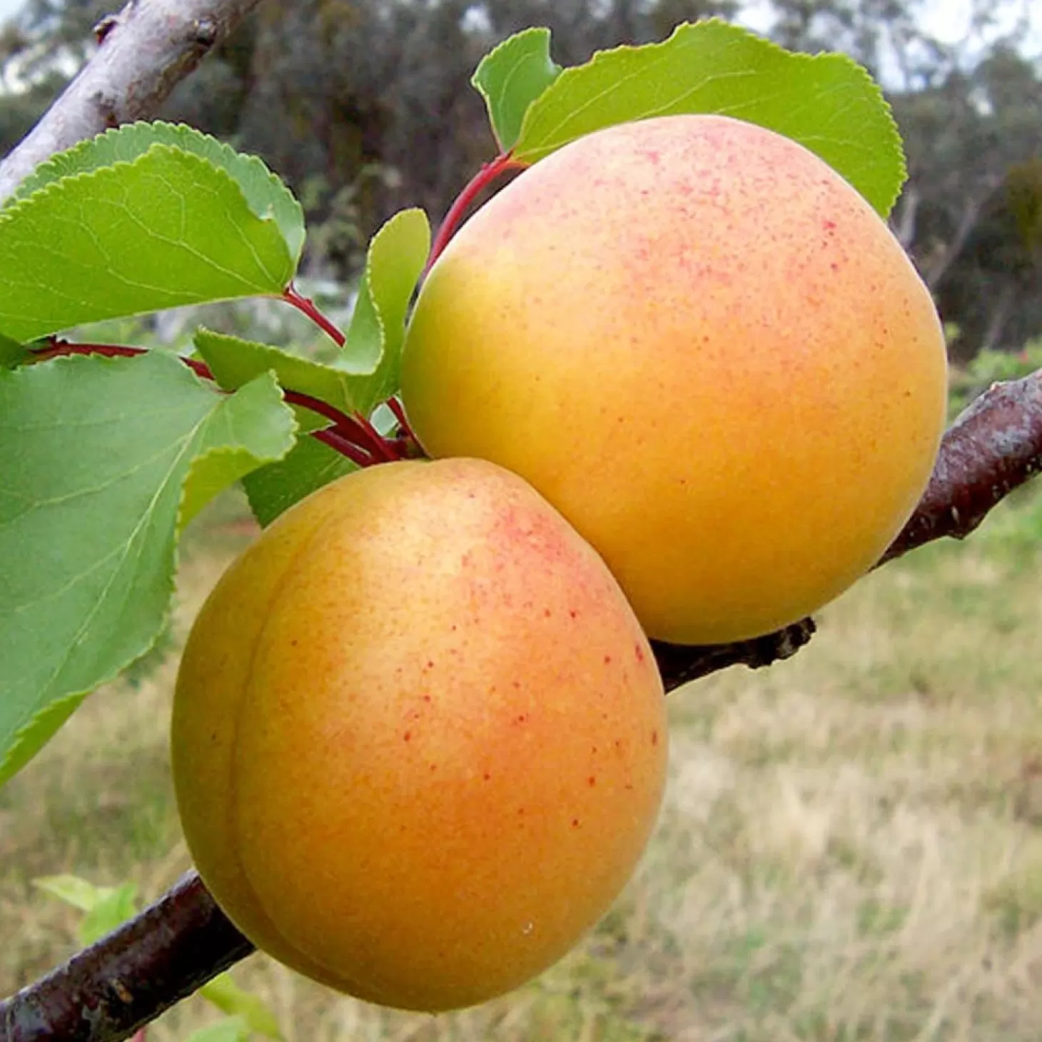 Fruit Trees>Roger's Gardens Apricot 'Pixie-Cot' - Miniature - #5 Gallon