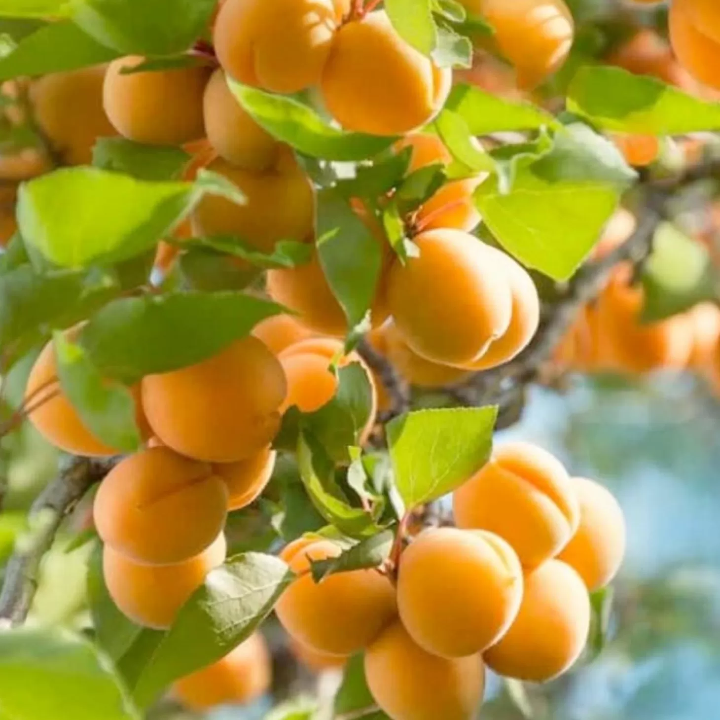 Fruit Trees>Roger's Gardens Apricot 'Tropic Gold' - Semi-Dwarf - 24" Box