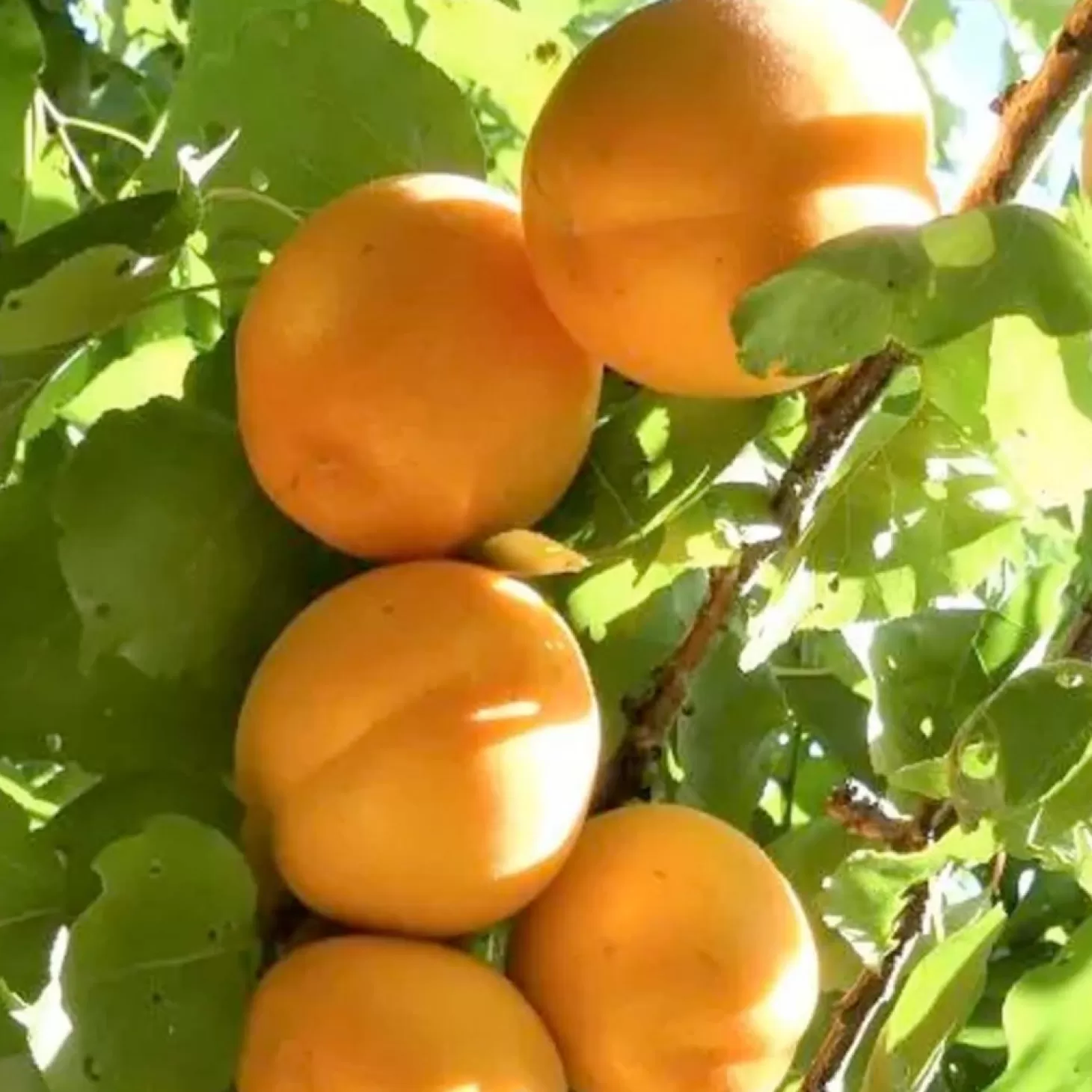 Fruit Trees>Roger's Gardens Aprium 'Flavor Delight' - Semi-Dwarf - #5 Gallon