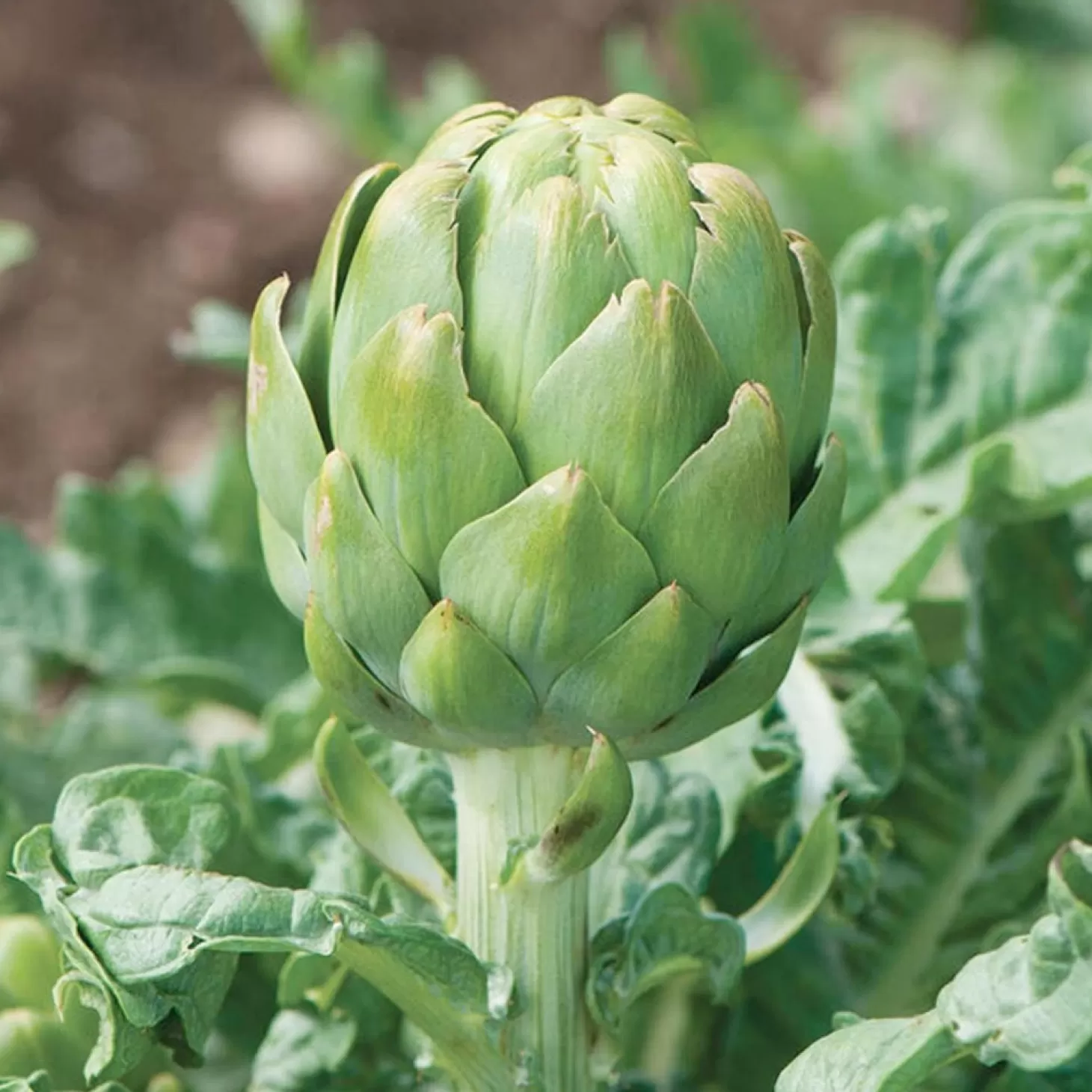 Fruit Trees>Roger's Gardens Artichoke 'Imperial Star' - #2 Gallon