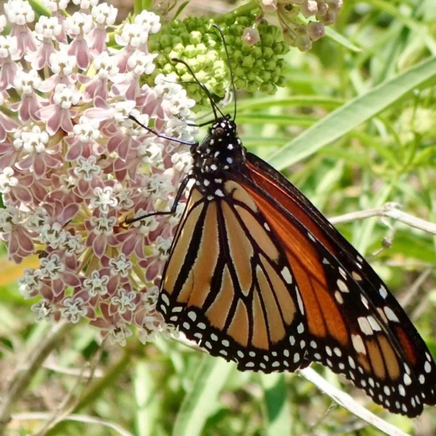 Landscape Plants>Roger's Gardens Asclepias Fascicularis - Native Narrowleaf Milkweed - 1 Gallon