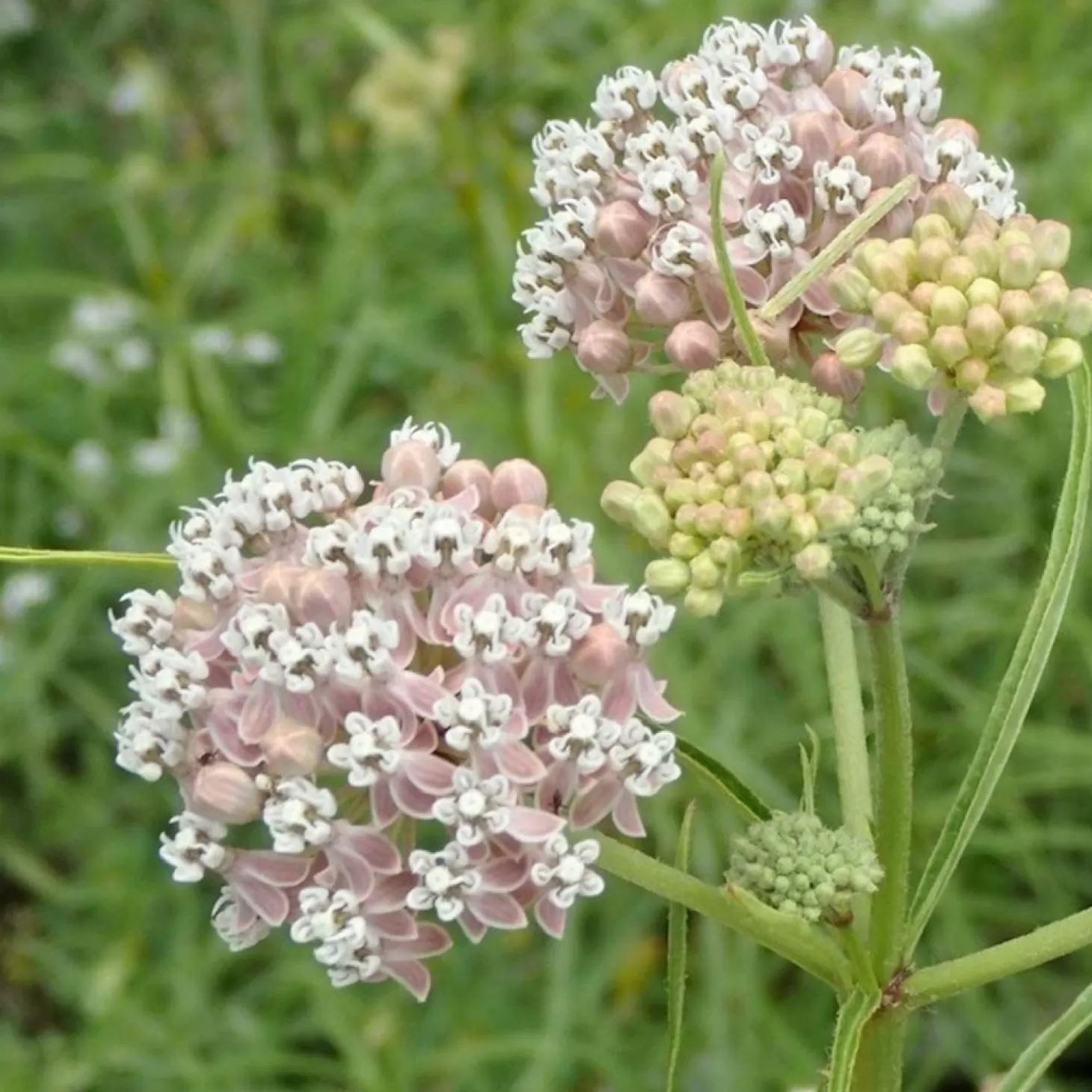 Landscape Plants>Roger's Gardens Asclepias Fascicularis - Native Narrowleaf Milkweed - 1 Gallon