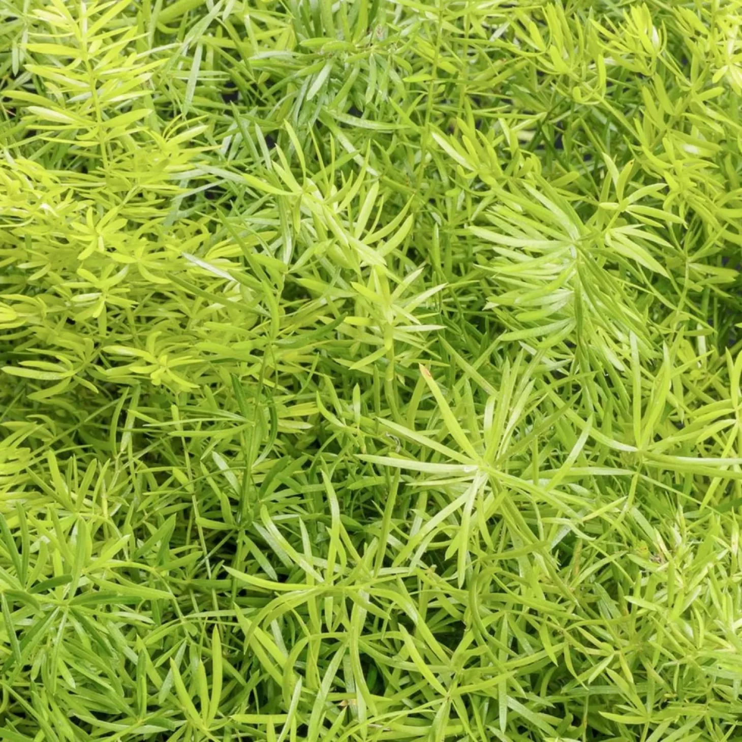 Landscape Plants>Roger's Gardens Asparagus A. 'Compacta' - Compact Sprenger Asparagus Fern - 1 Gallon