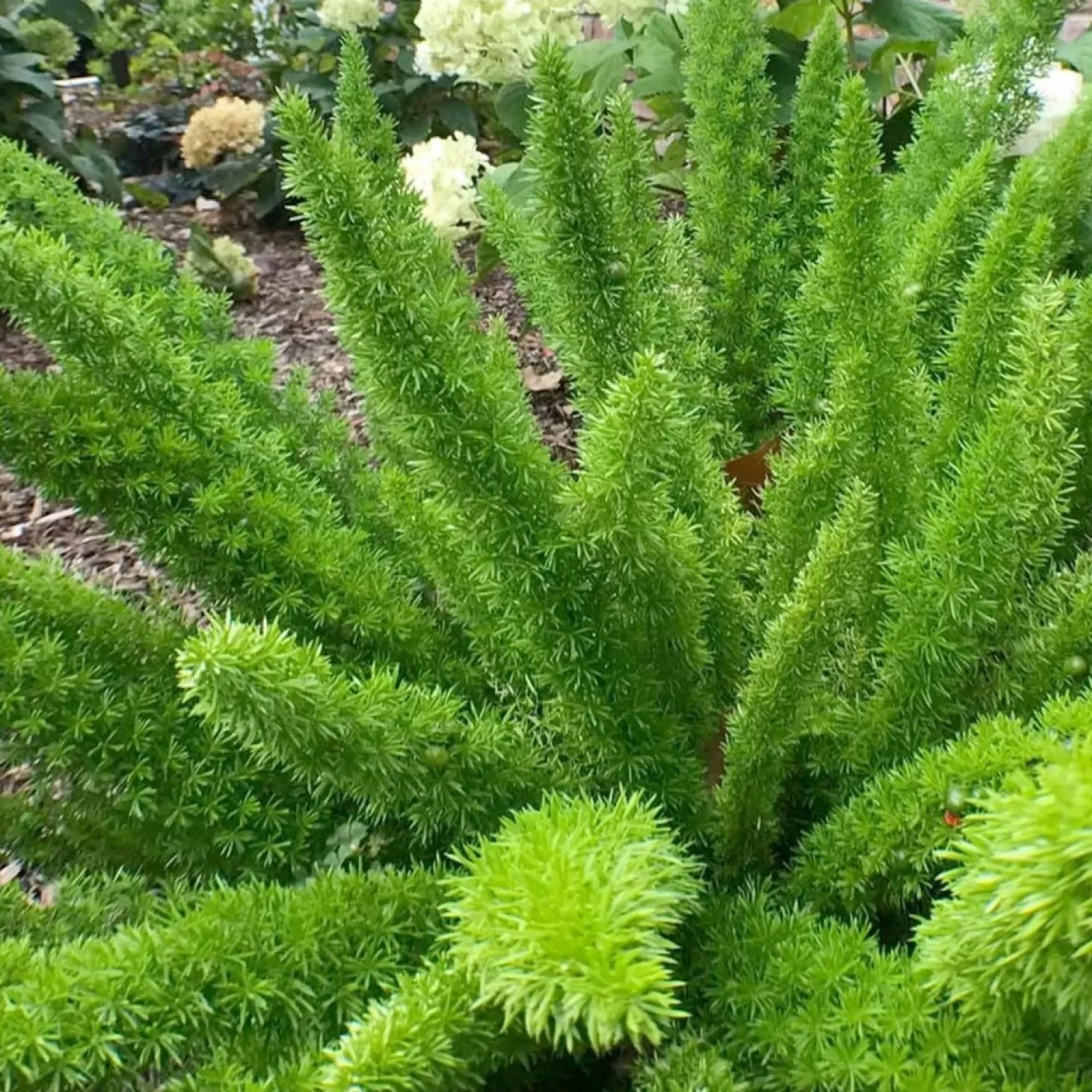 Landscape Plants>Roger's Gardens Asparagus Densiflorus 'Myers' - Foxtail Fern - 1 Gallon