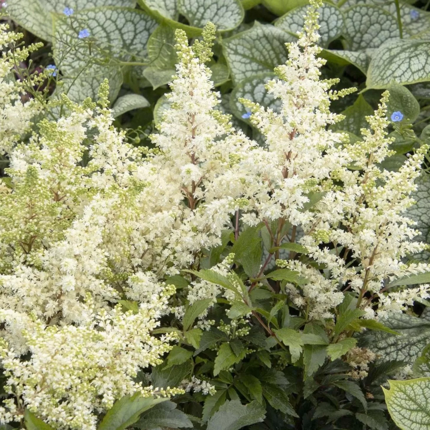 Landscape Plants>Roger's Gardens Astilbe 'Happy Day' - Happy Day Astilbe - 1 Gallon