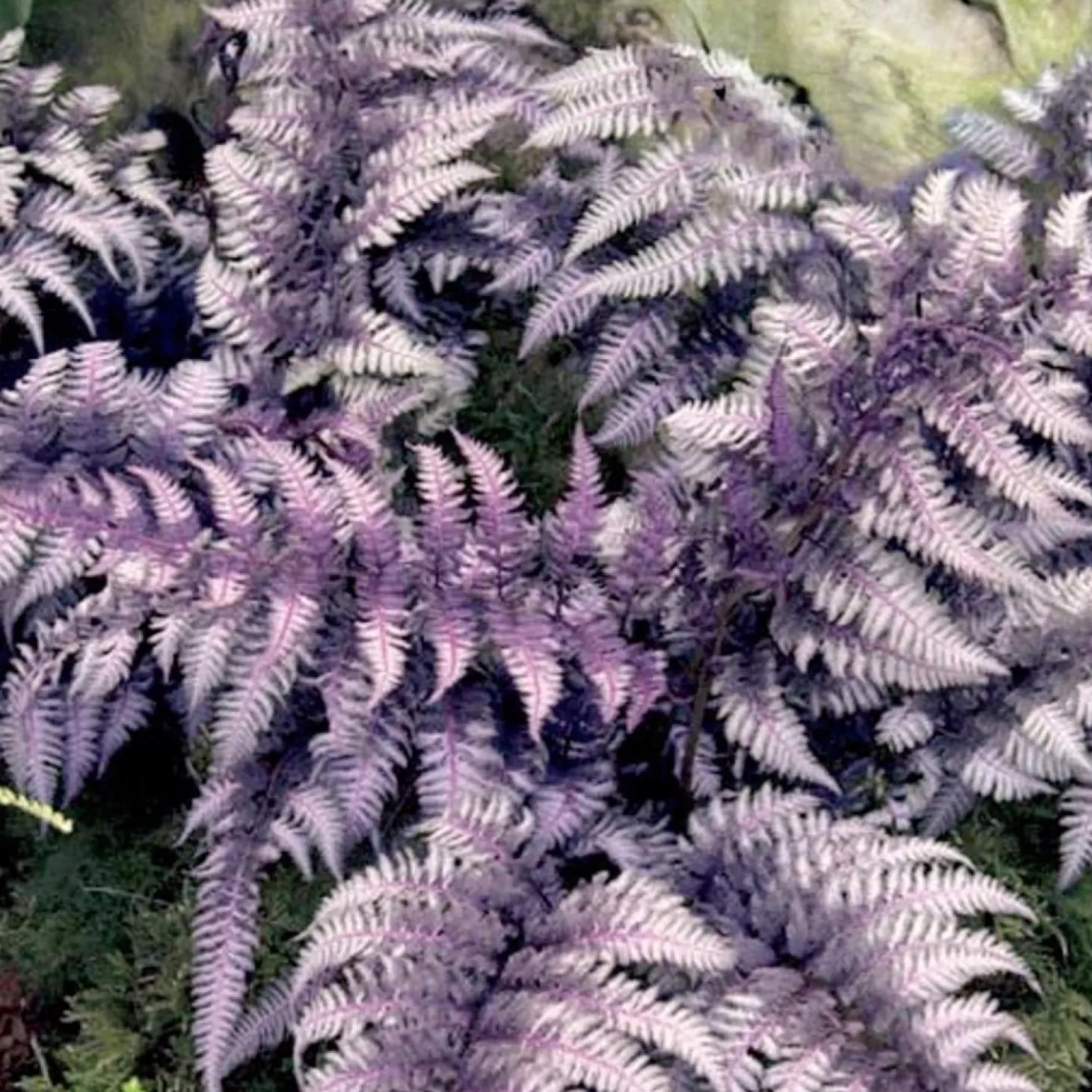 Landscape Plants>Roger's Gardens Athyrium Niponicum 'Pictum' - Japanese Painted Fern - 1 Gallon