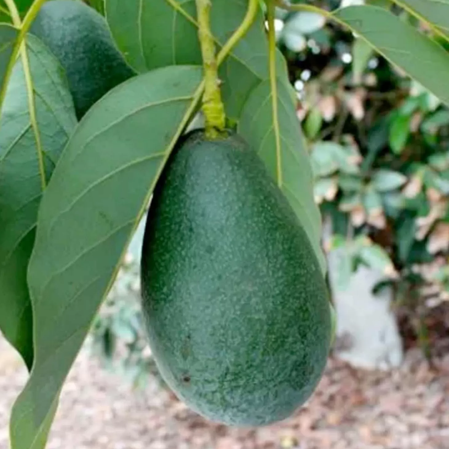 Fruit Trees>Roger's Gardens Avocado 'Bacon' - #5 Gallon