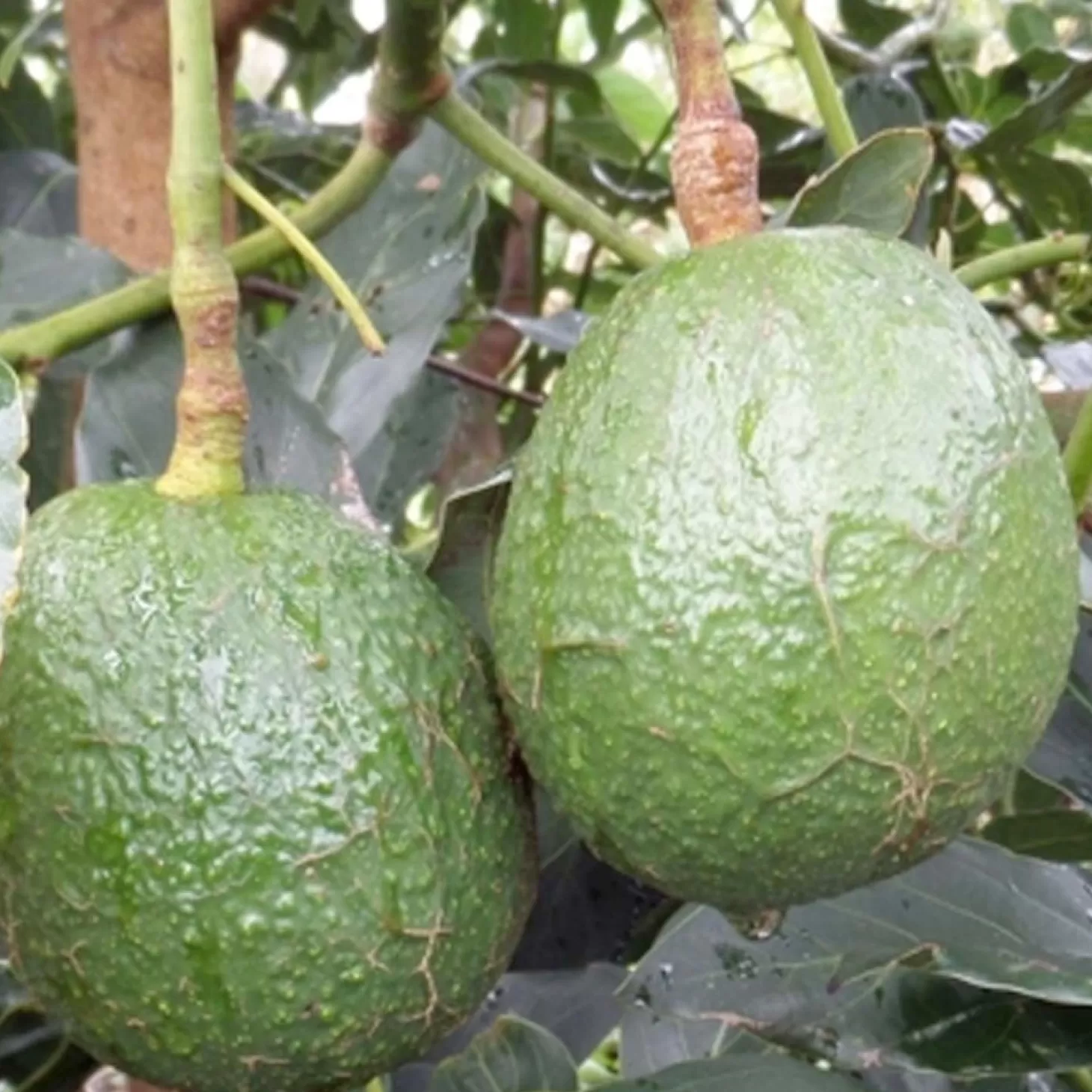 Fruit Trees>Roger's Gardens Avocado 'Carmen-Hass' - #5 Gallon