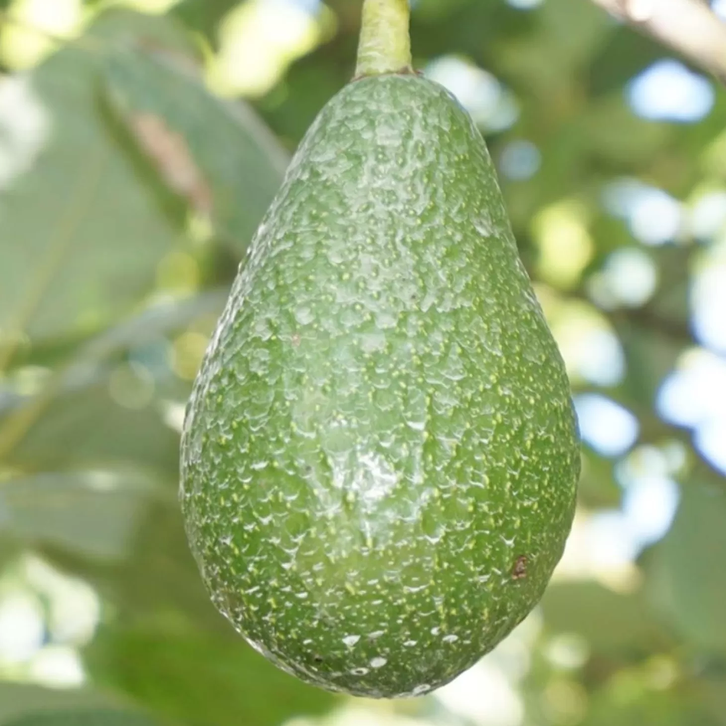 Fruit Trees>Roger's Gardens Avocado 'Edranol' - #5 Gallon