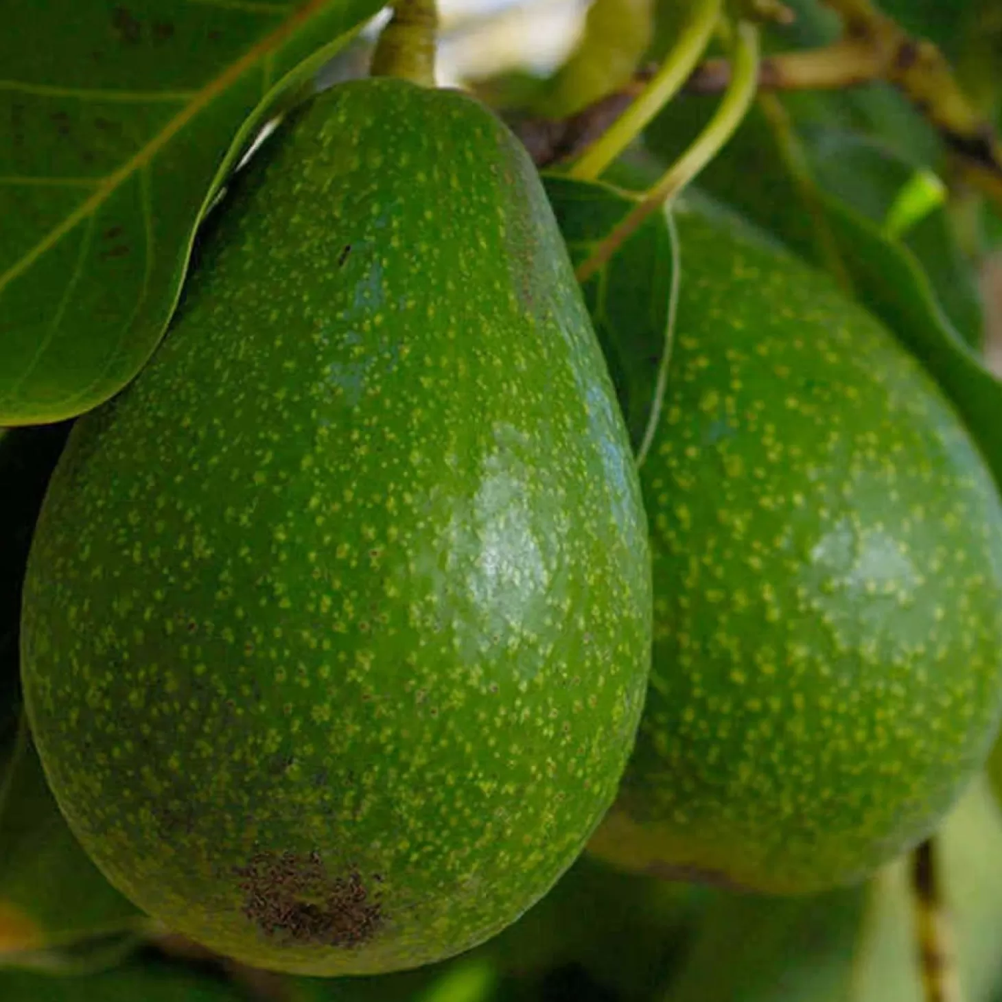 Fruit Trees>Roger's Gardens Avocado 'Fuerte' - #5 Gallon