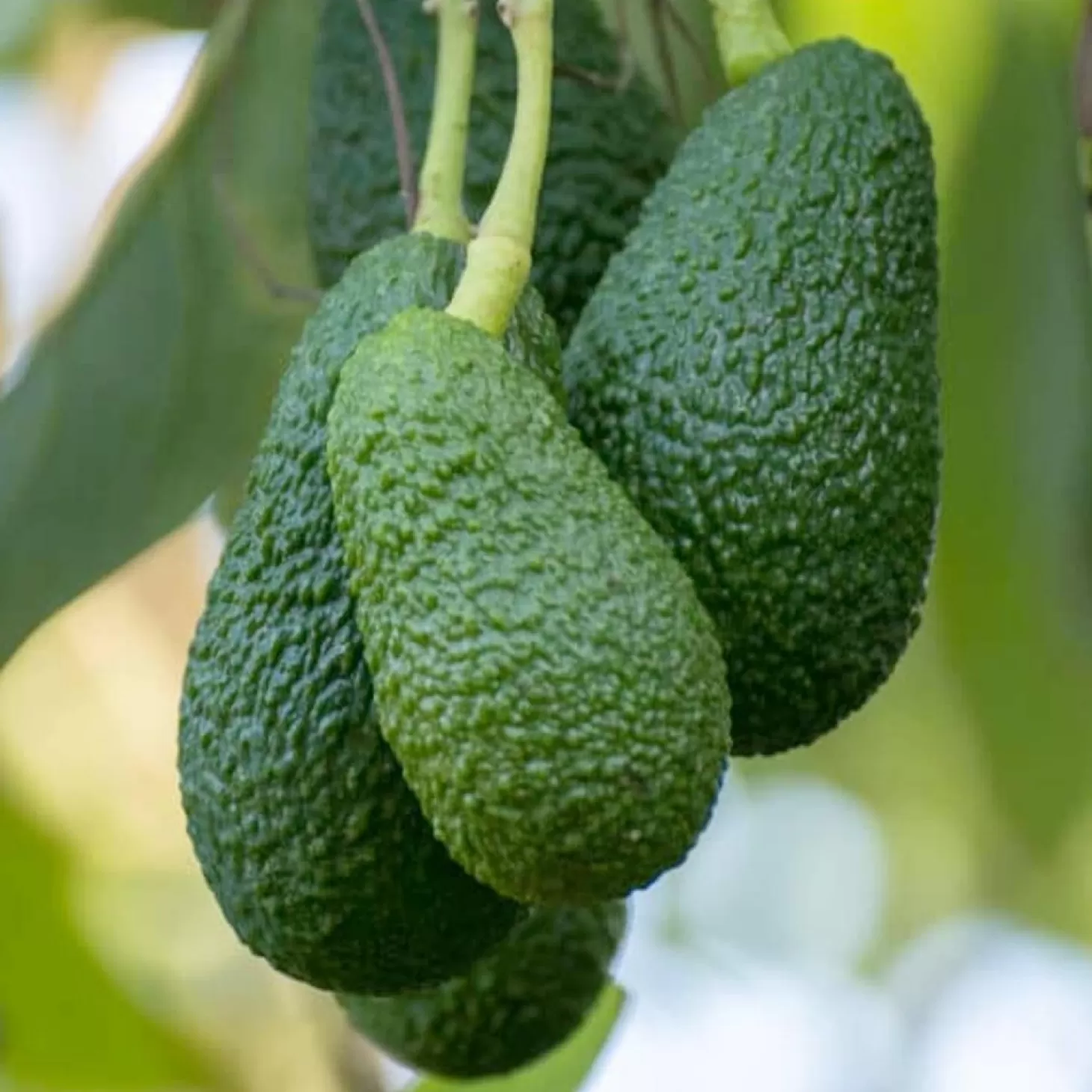 Fruit Trees>Roger's Gardens Avocado 'Hass On Toro Canyon' - 24" Box