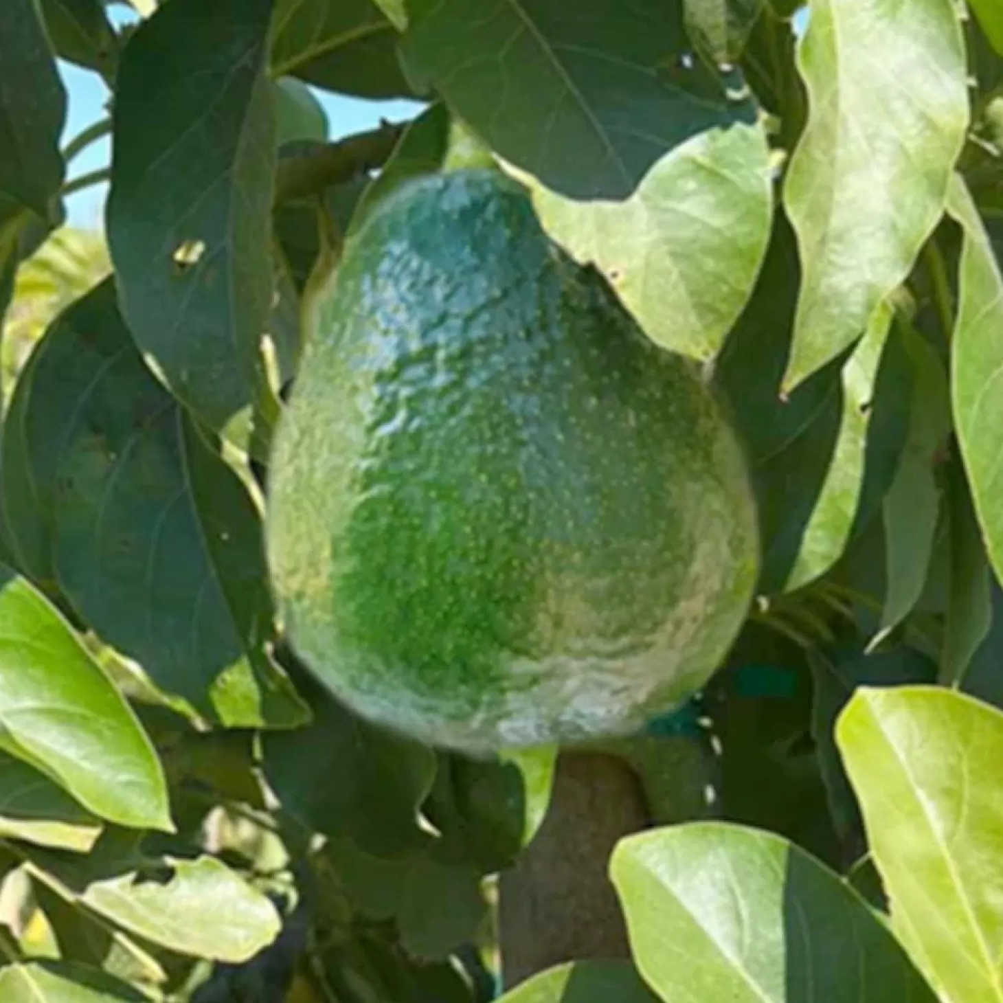 Fruit Trees>Roger's Gardens Avocado 'Holiday (Dwarf)' - #5 Gallon