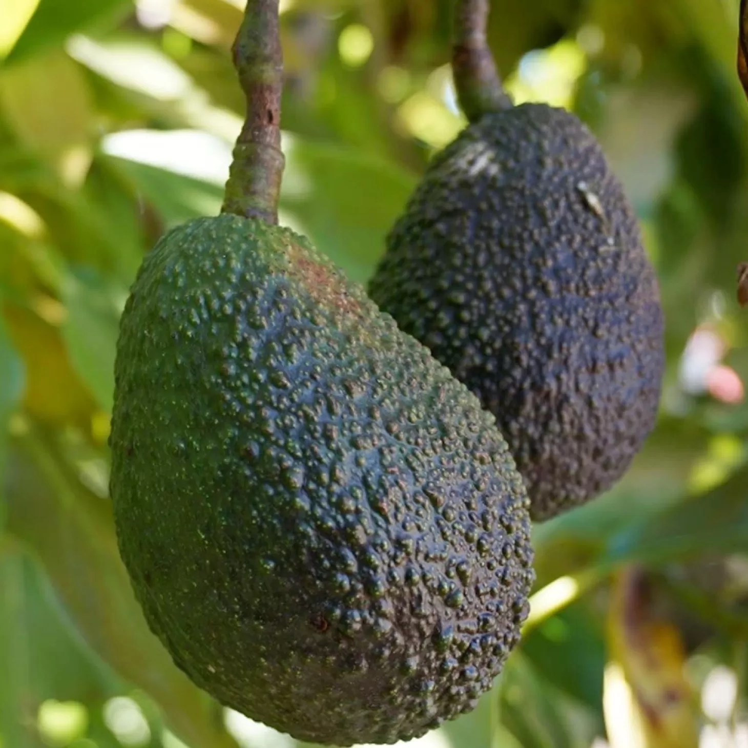 Fruit Trees>Roger's Gardens Avocado 'Leavens Hass' - #5 Gallon