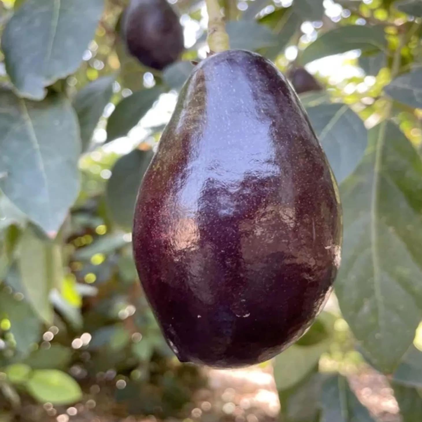 Fruit Trees>Roger's Gardens Avocado 'Mexicola' - #5 Gallon