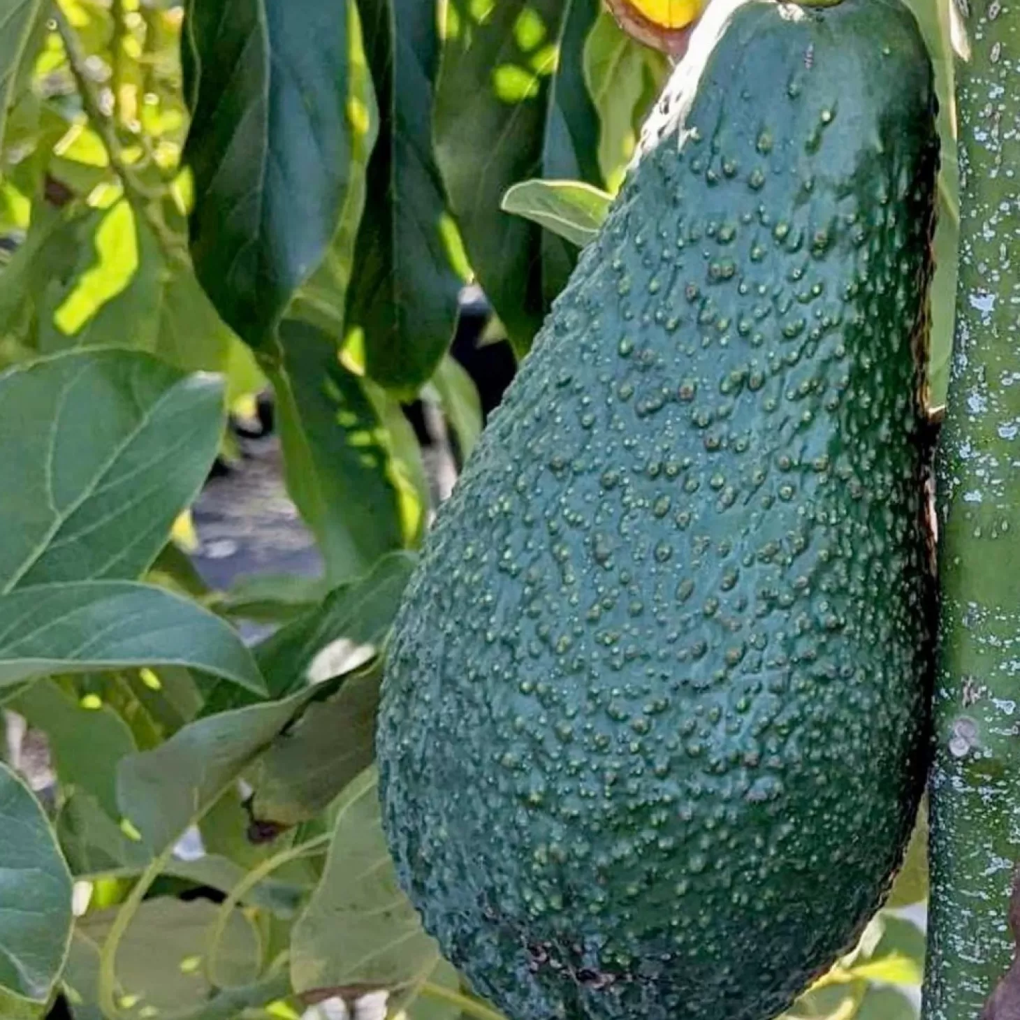 Fruit Trees>Roger's Gardens Avocado 'Pinkerton' - #5 Gallon