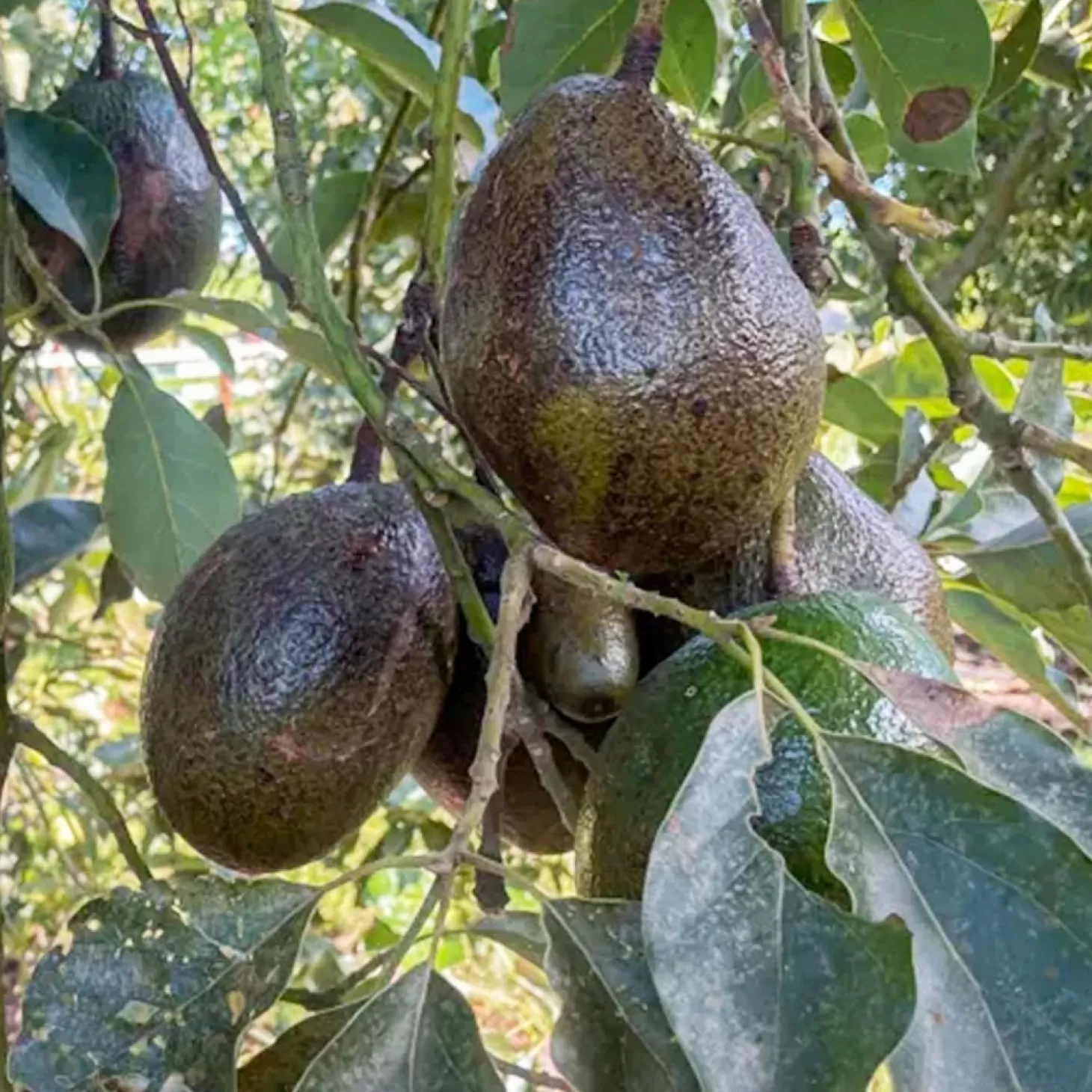 Fruit Trees>Roger's Gardens Avocado 'Queen' - #5 Gallon