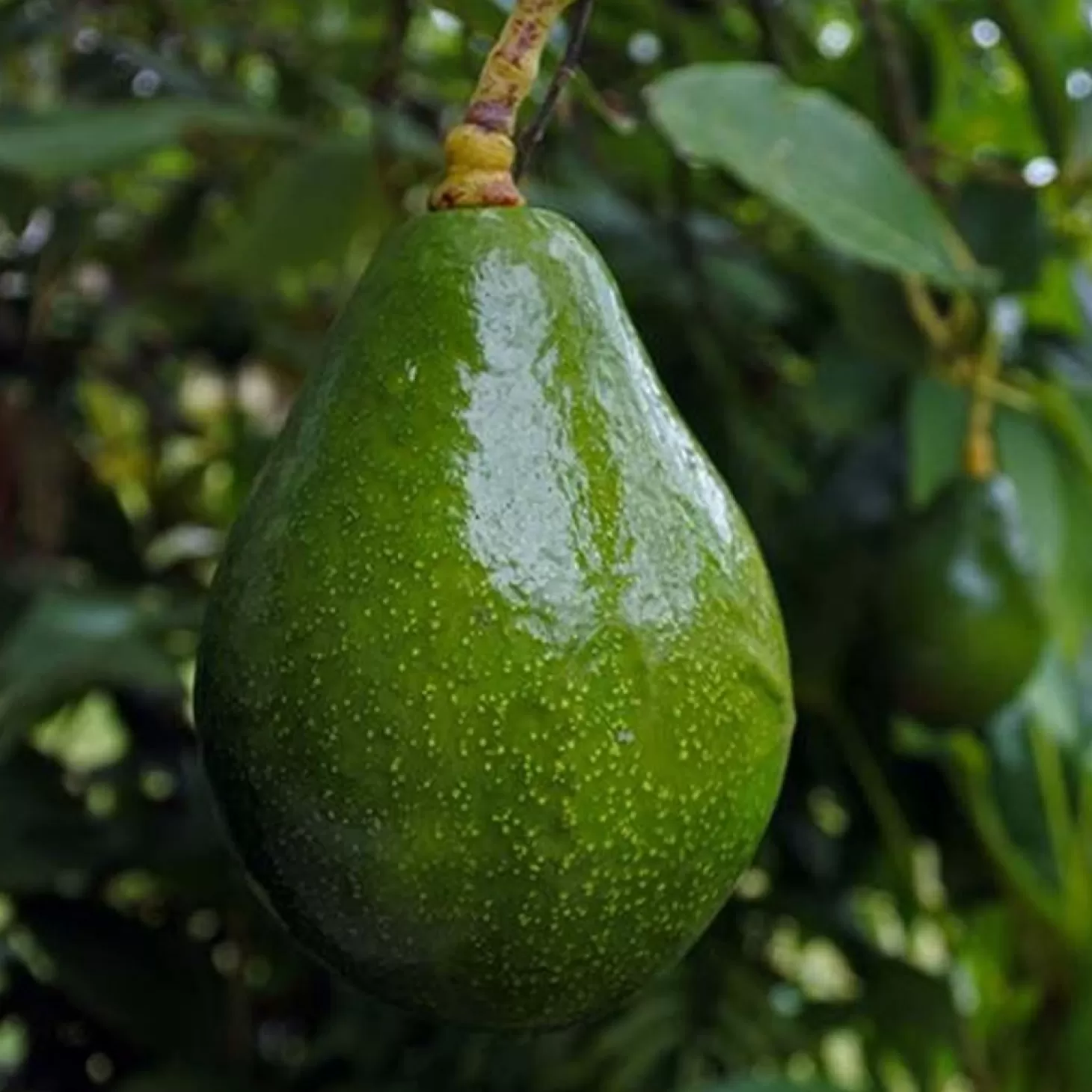 Fruit Trees>Roger's Gardens Avocado 'sir Prize' - #5 Gallon