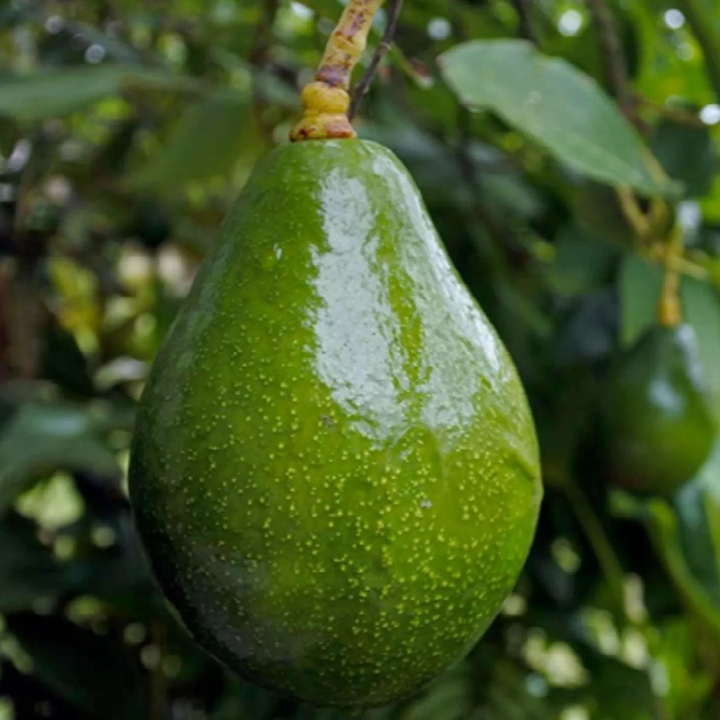 Fruit Trees>Roger's Gardens Avocado 'sir Prize' - #5 Gallon