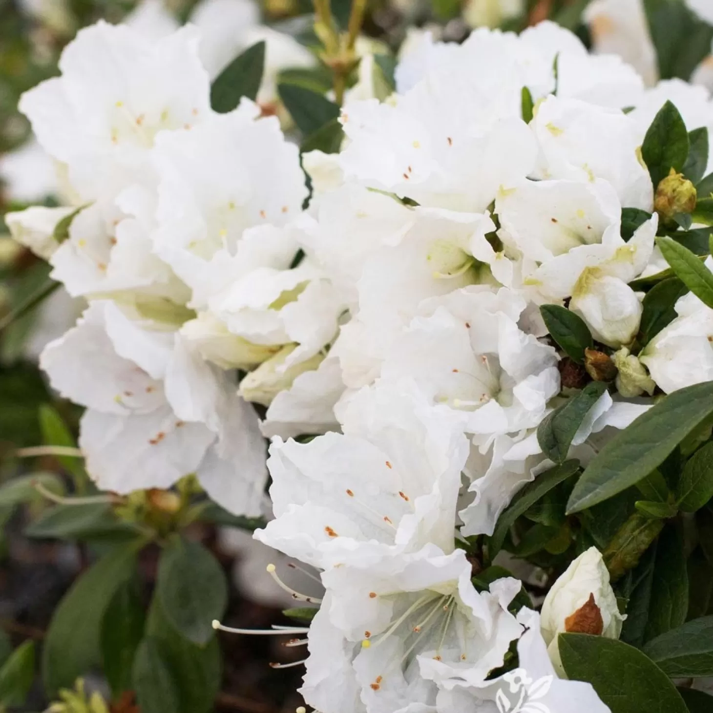 Landscape Plants>Roger's Gardens Azalea Indica 'Alaska' - Alaska Azalea - 2 Gallon